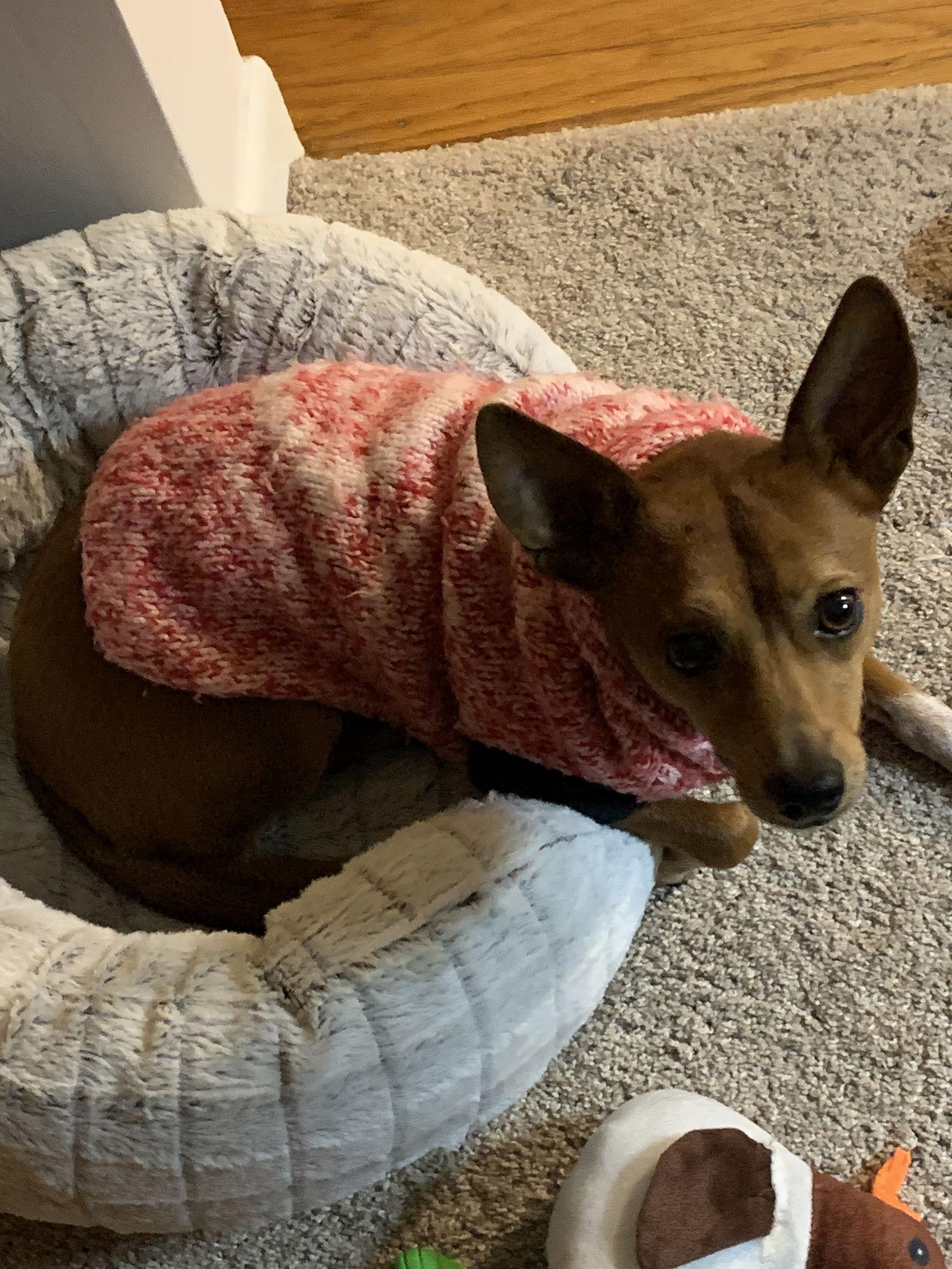 Enlarge Gomez Adams *LOCAL*, a Adoptable mixed breed in Wakefield, RI image 2/3