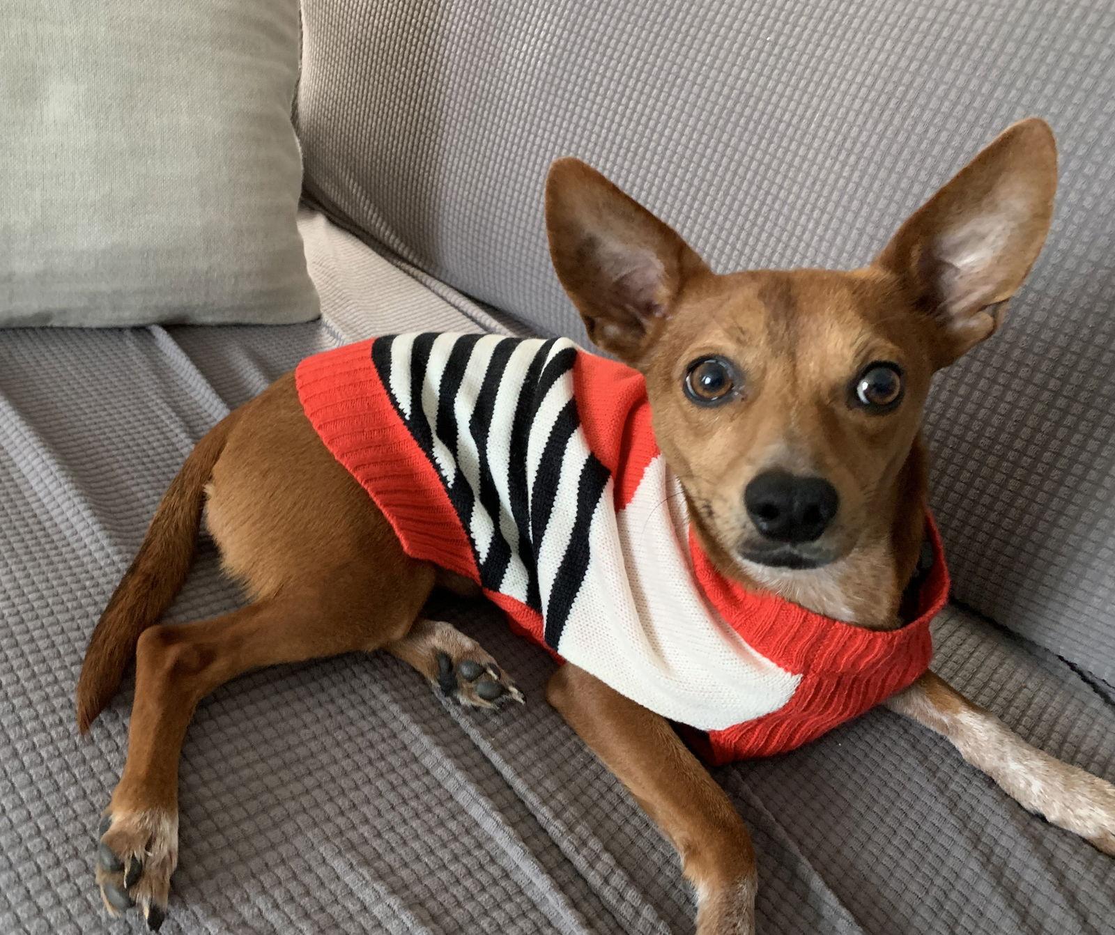 Gomez Adams *LOCAL*, Adoptable, Young Male Chihuahua & Rat Terrier.