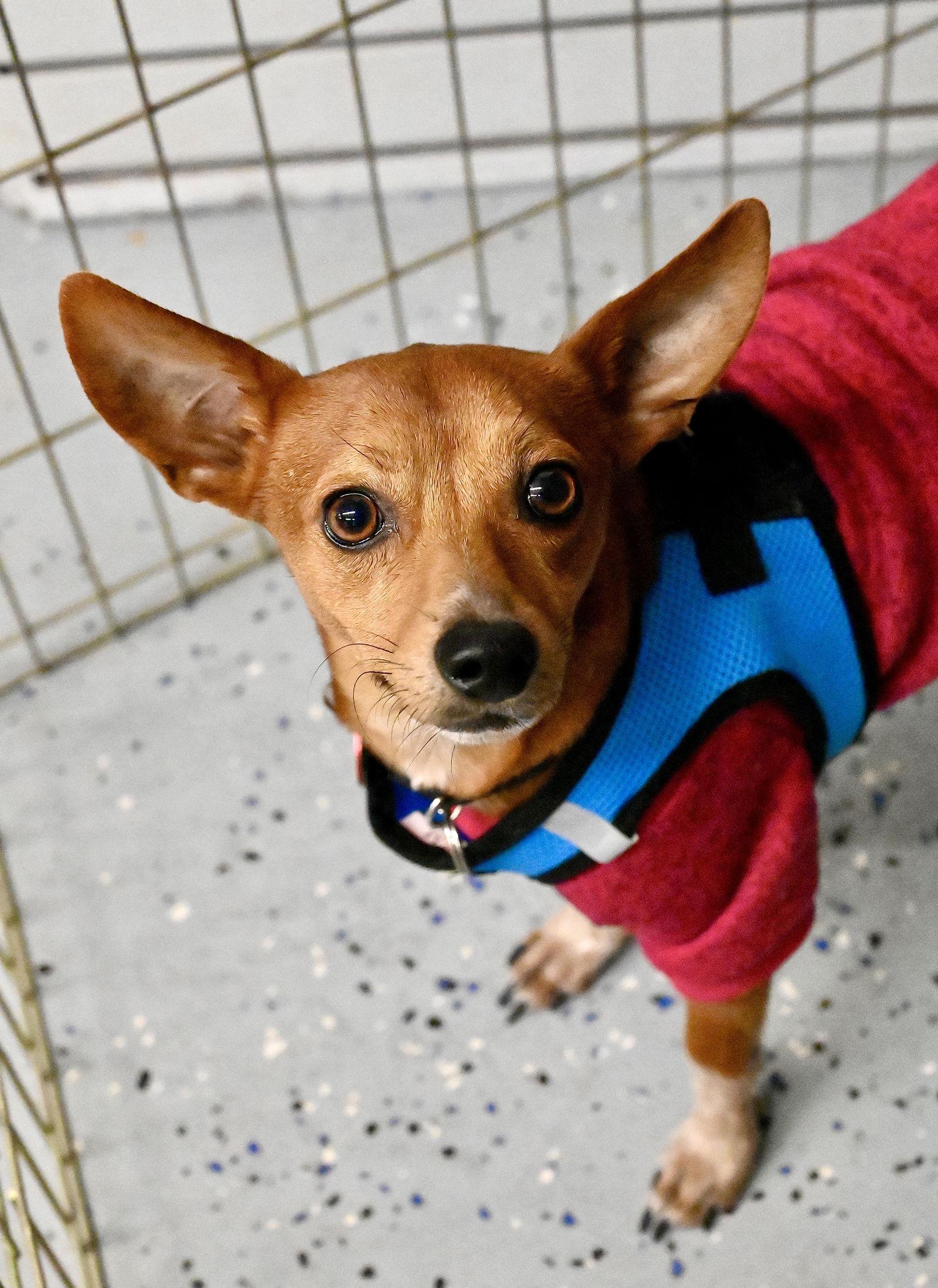 Enlarge Gomez Adams *LOCAL*, a Adoptable mixed breed in Wakefield, RI image 1/3