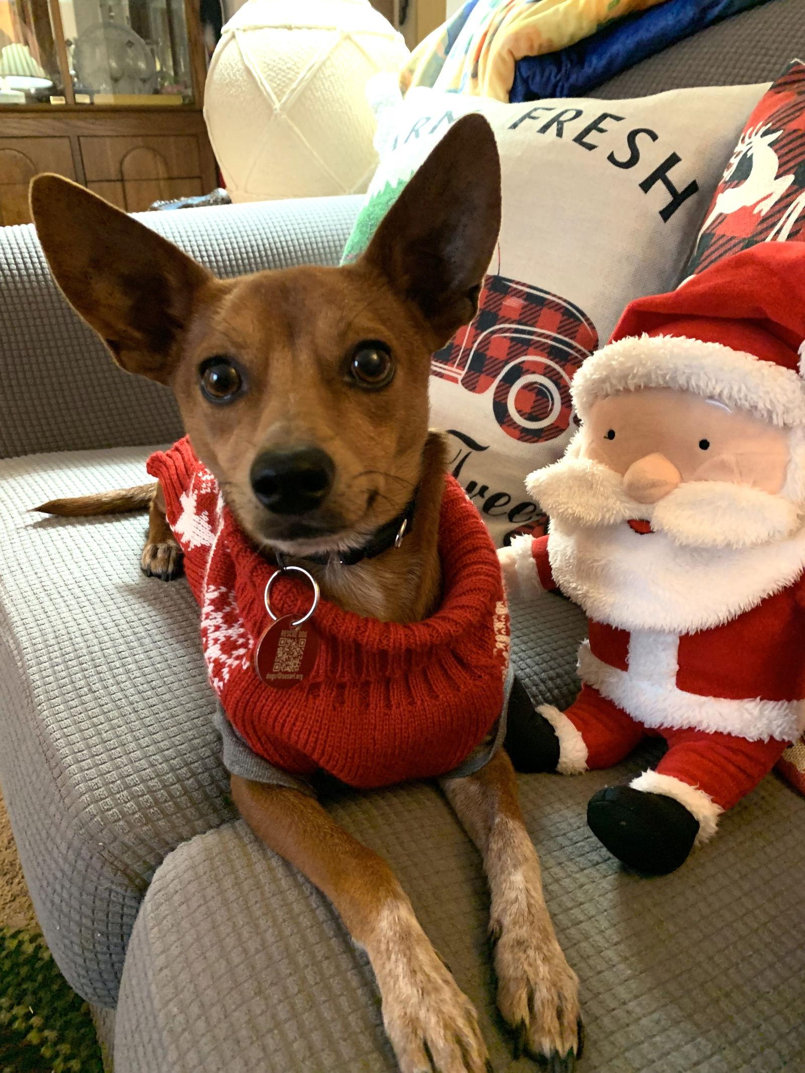 Enlarge Gomez Adams *LOCAL*, a Adoptable mixed breed in Wakefield, RI image 2/3