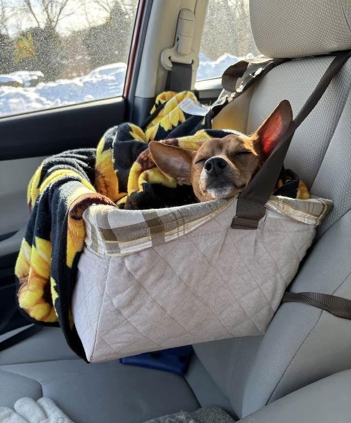 Enlarge Gomez Adams *LOCAL*, a Adoptable mixed breed in Wakefield, RI image 2/3