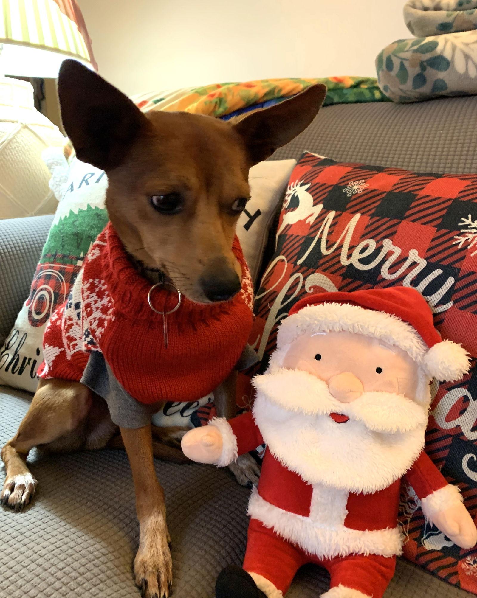 Enlarge Gomez Adams *LOCAL*, a Adoptable mixed breed in Wakefield, RI image 3/3