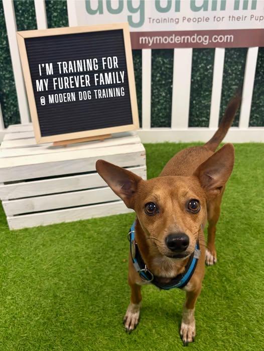 Enlarge Gomez Adams *LOCAL*, a Adoptable mixed breed in Wakefield, RI image 2/3