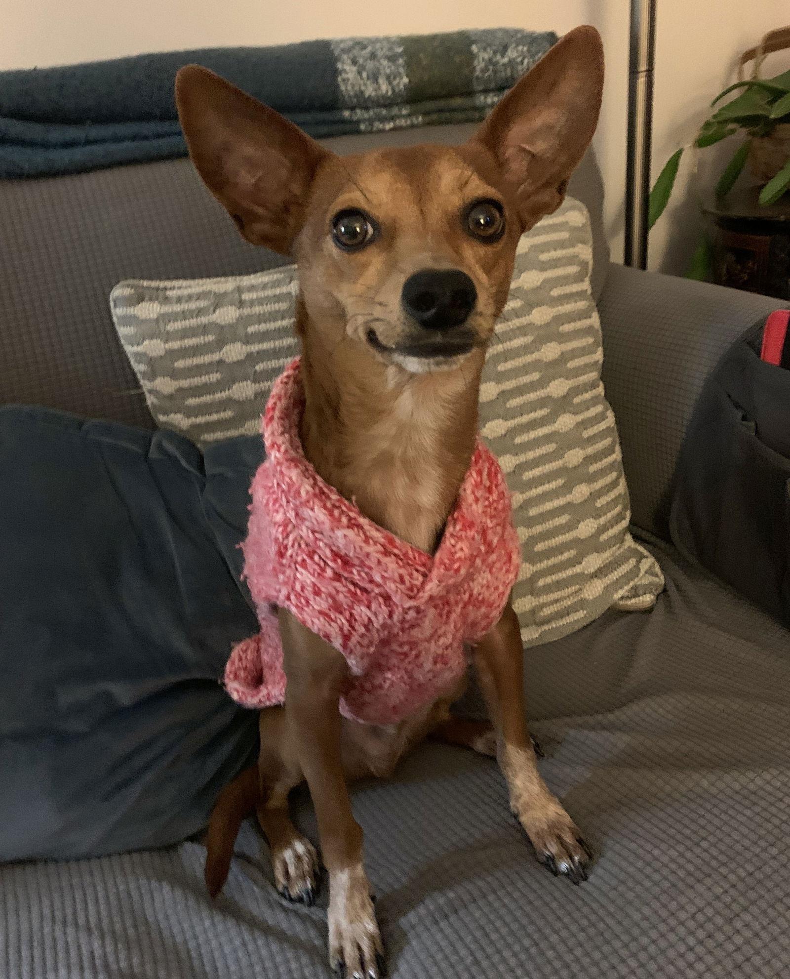 Enlarge Gomez Adams *LOCAL*, a Adoptable mixed breed in Wakefield, RI image 3/3