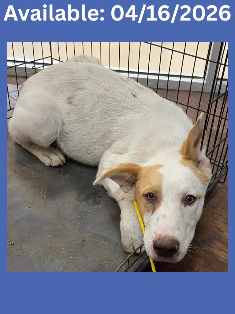 Enlarge Dog Kennel #28, a Adoptable mixed breed in Greenville, TX image 1/1
