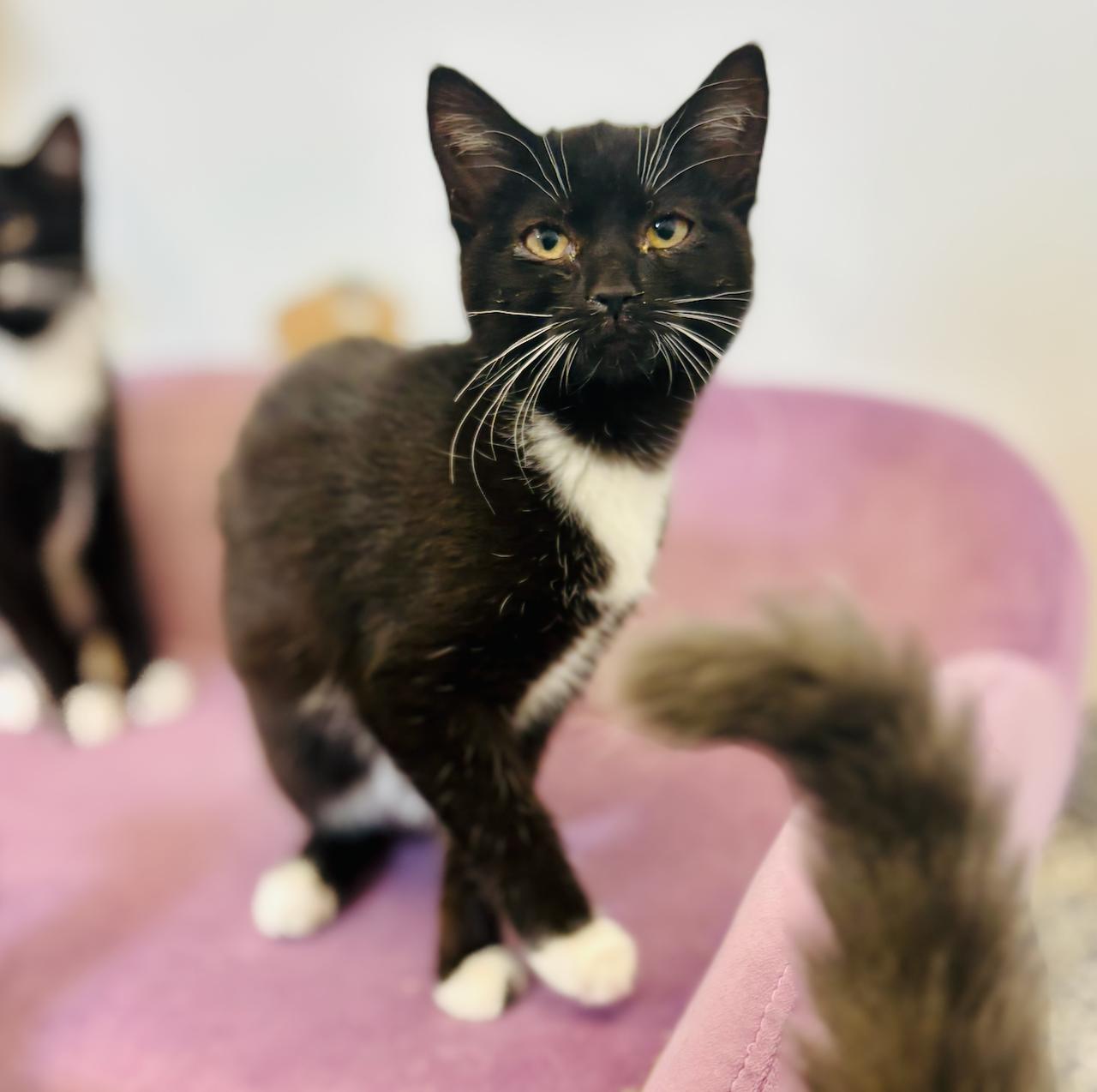 Sara, an adoptable Domestic Short Hair in St Stephen, NB, E3L 2X2 | Photo Image 1