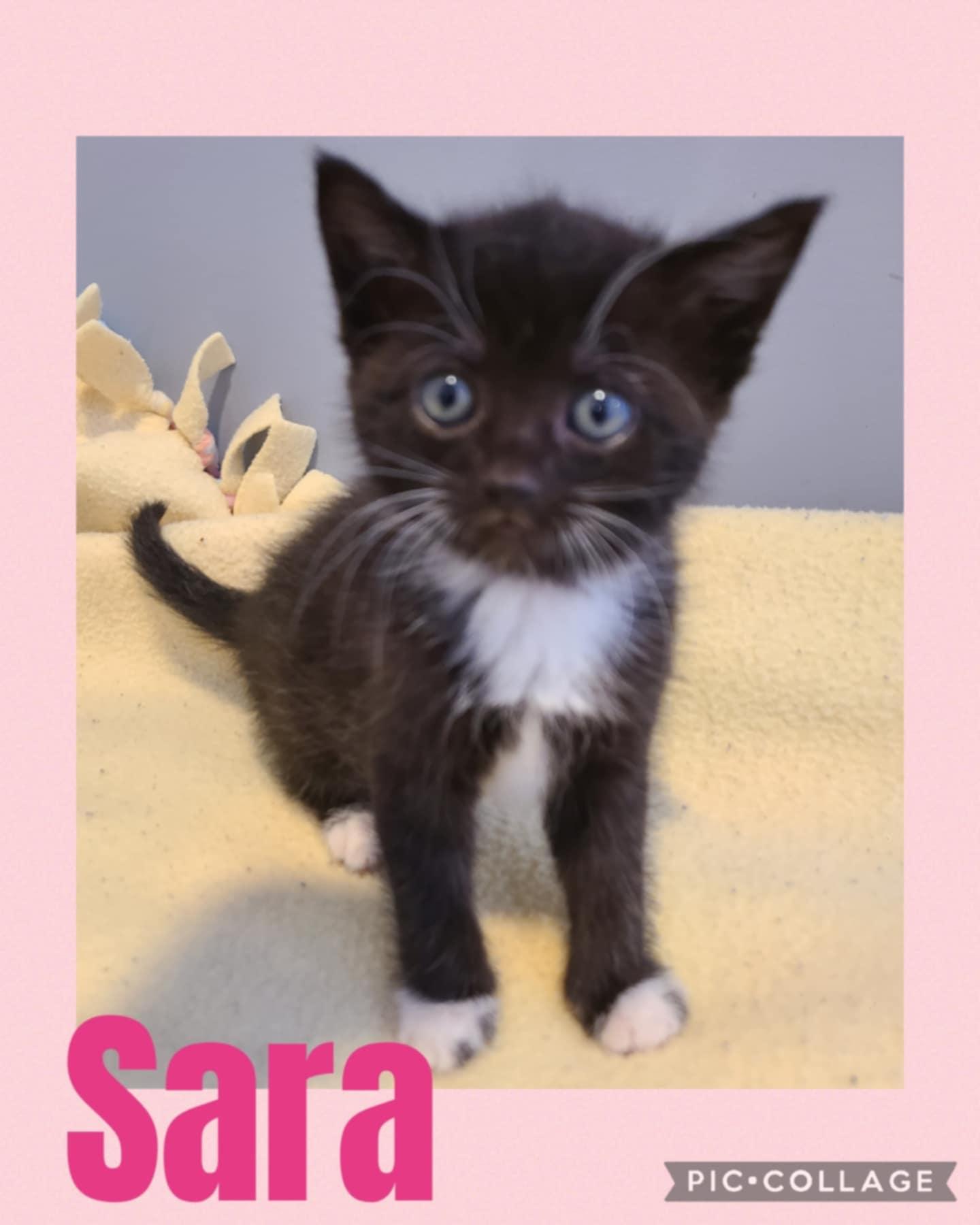 Sara, an adoptable Domestic Short Hair in St Stephen, NB, E3L 2X2 | Photo Image 2