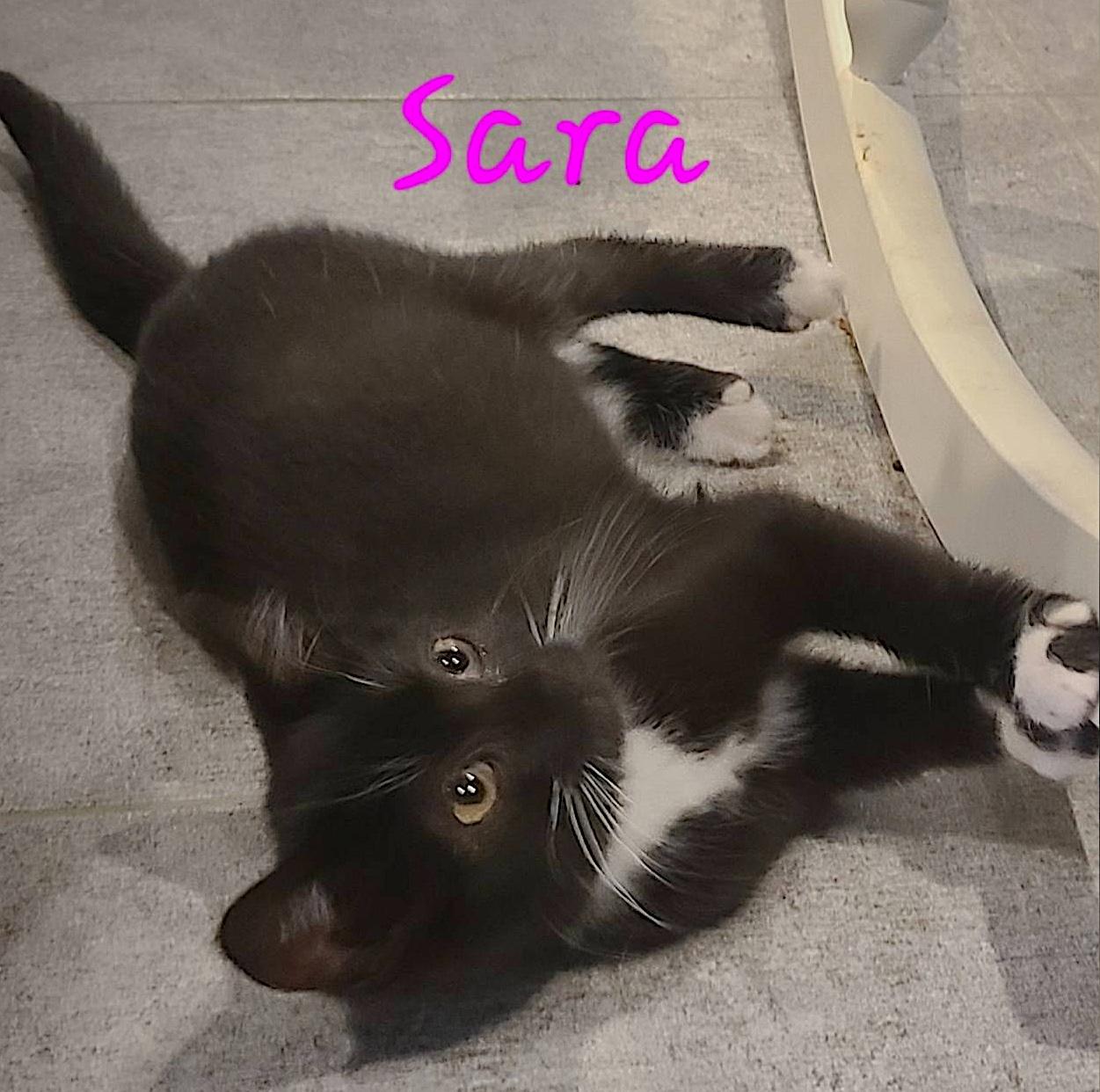 Sara, an adoptable Domestic Short Hair in St Stephen, NB, E3L 2X2 | Photo Image 3