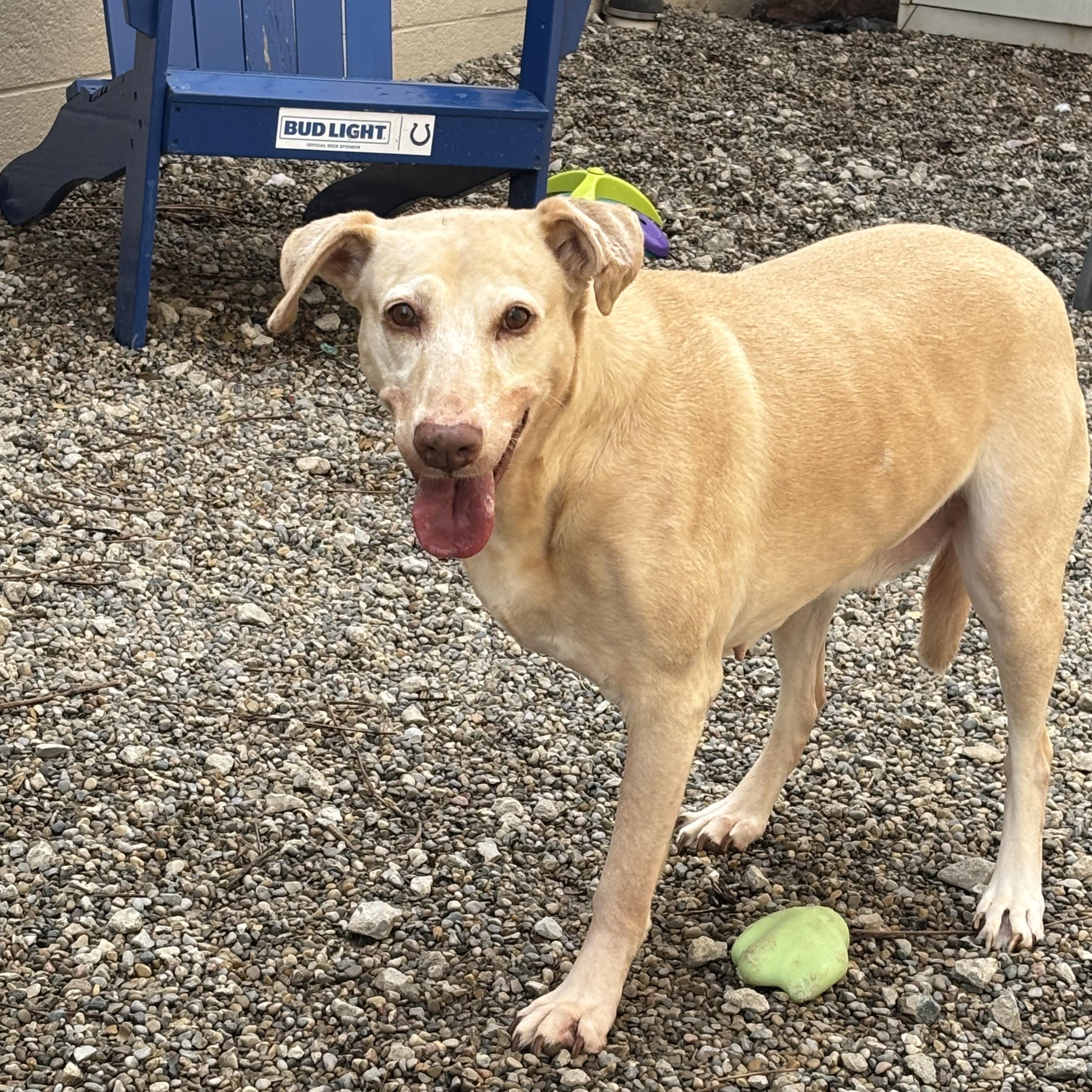 Honey, ADOPTABLE, Adult Female Mixed Breed.