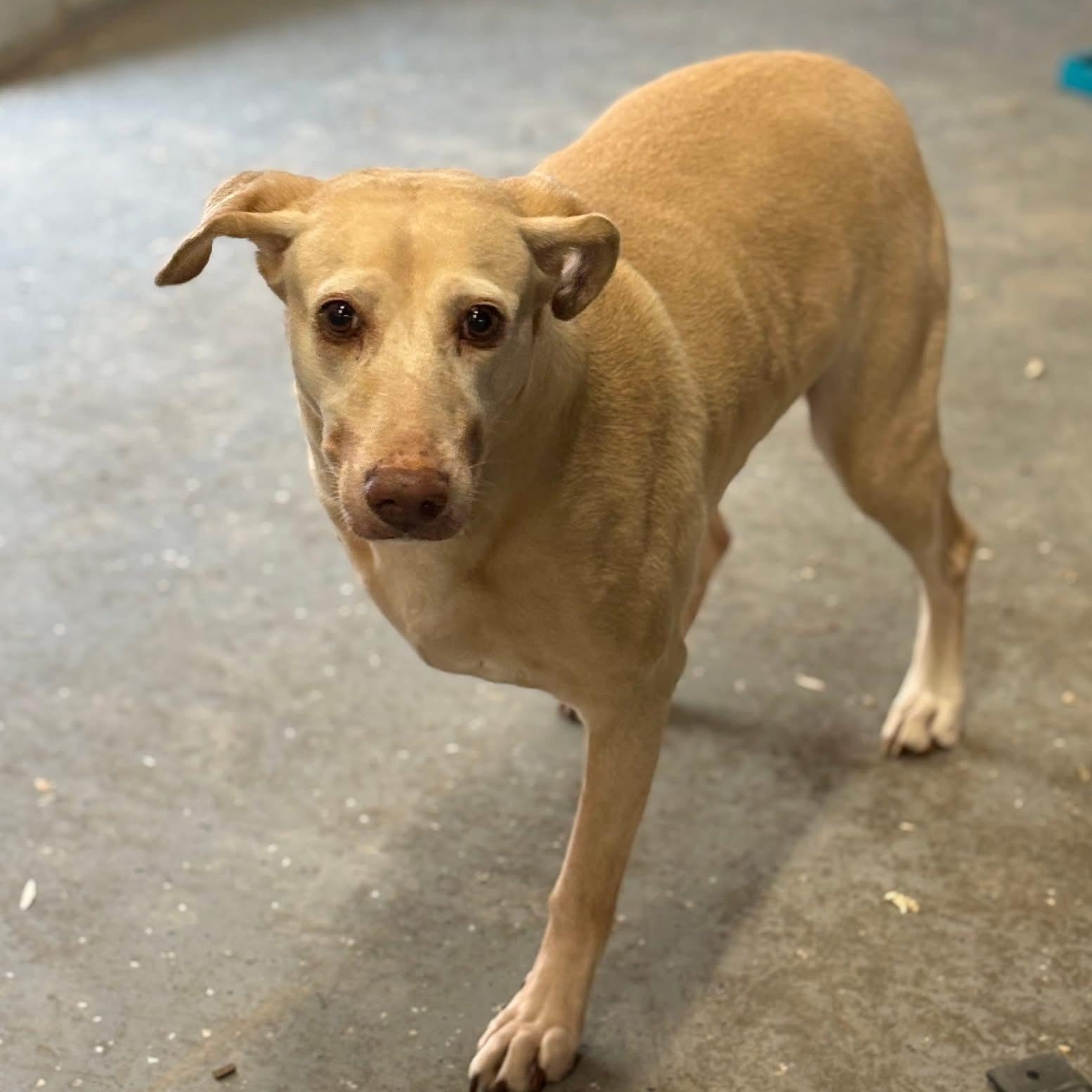 Enlarge Honey, a ADOPTABLE mixed breed in Oak Park, MI image 3/4