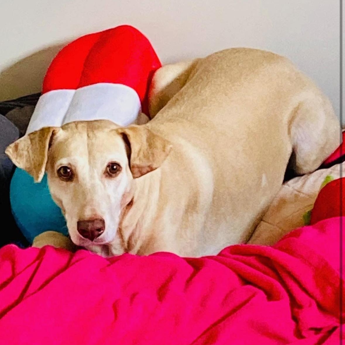 Enlarge Honey, a ADOPTABLE mixed breed in Oak Park, MI image 1/1