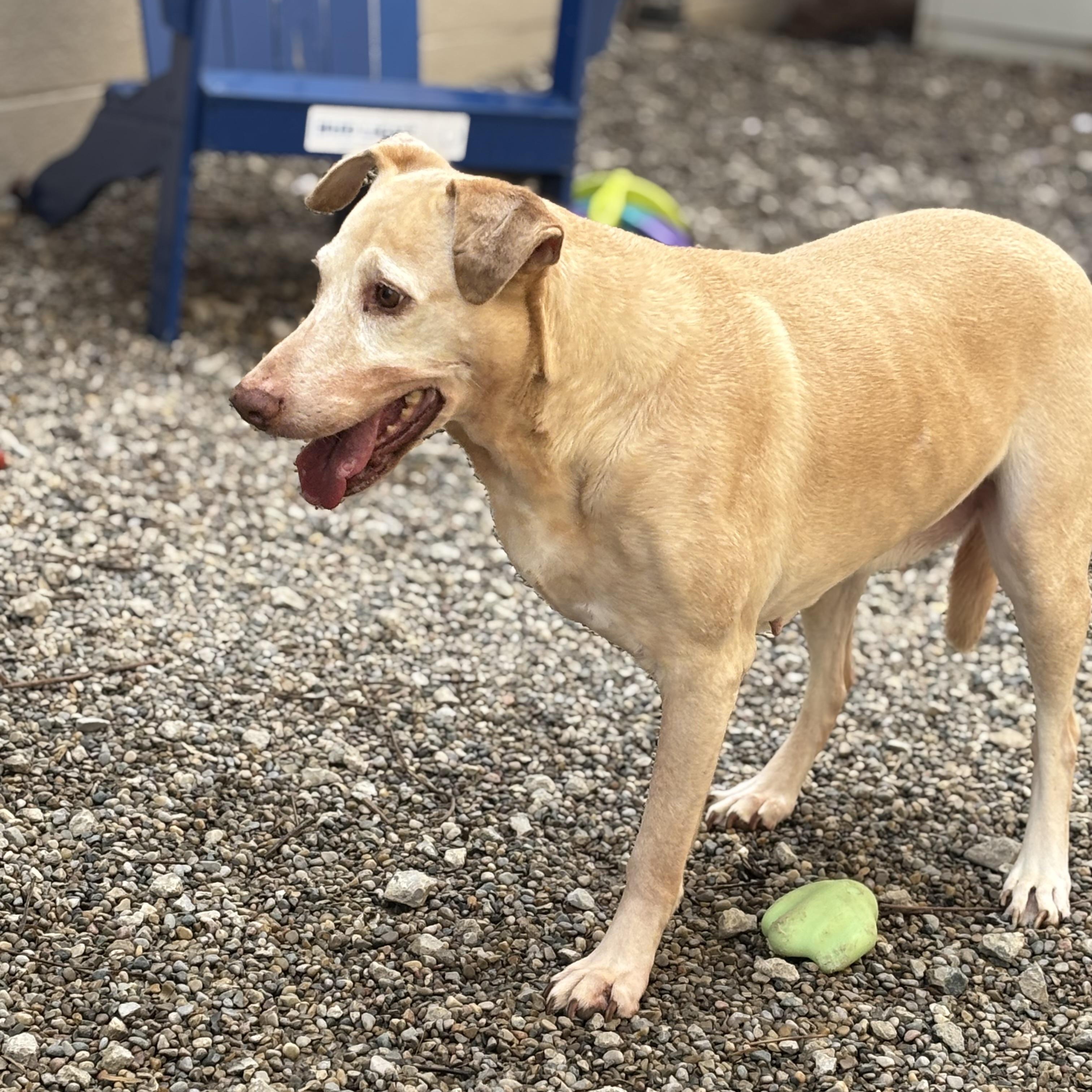 Honey, a ADOPTABLE mixed breed in Oak Park, MI image 5/5