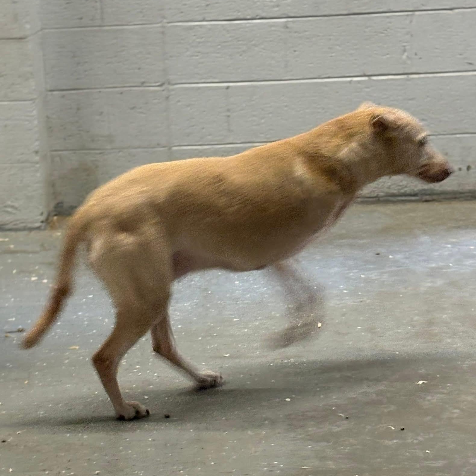 Enlarge Honey, a ADOPTABLE mixed breed in Oak Park, MI image 2/4