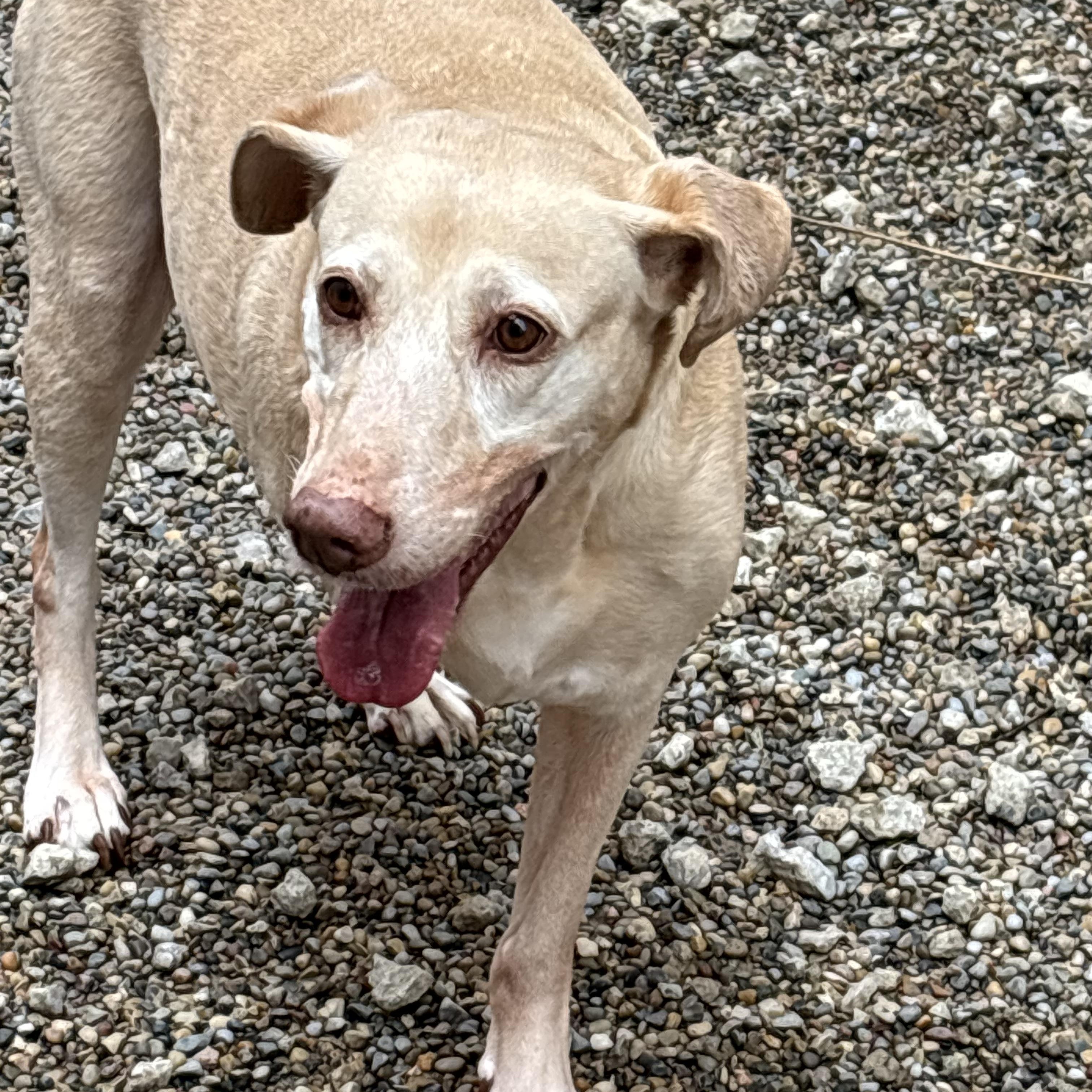 Honey, ADOPTABLE, Adult Female Mixed Breed.