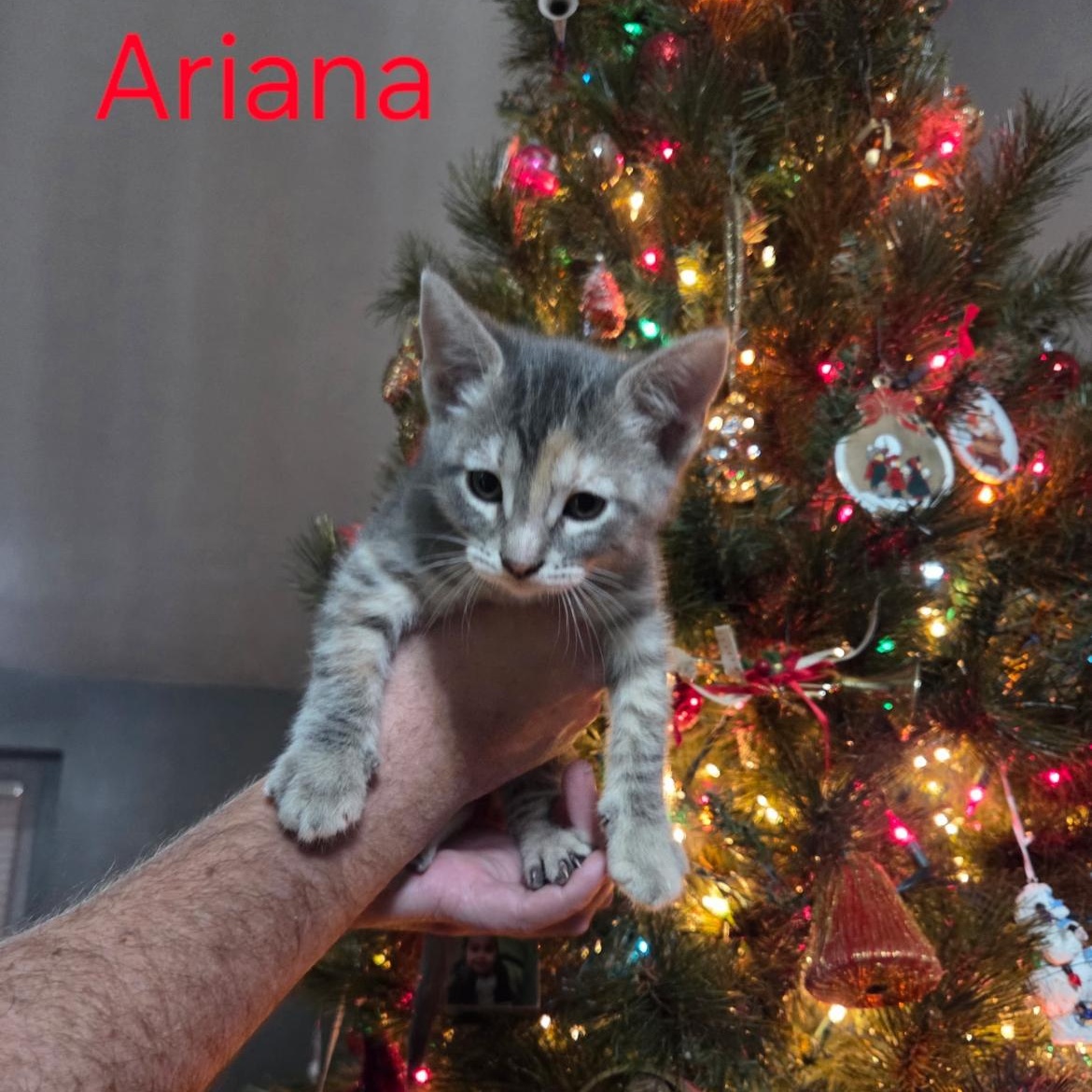 Ariana, Adoptable, Kitten Female Domestic Short Hair & Dilute Tortoiseshell.