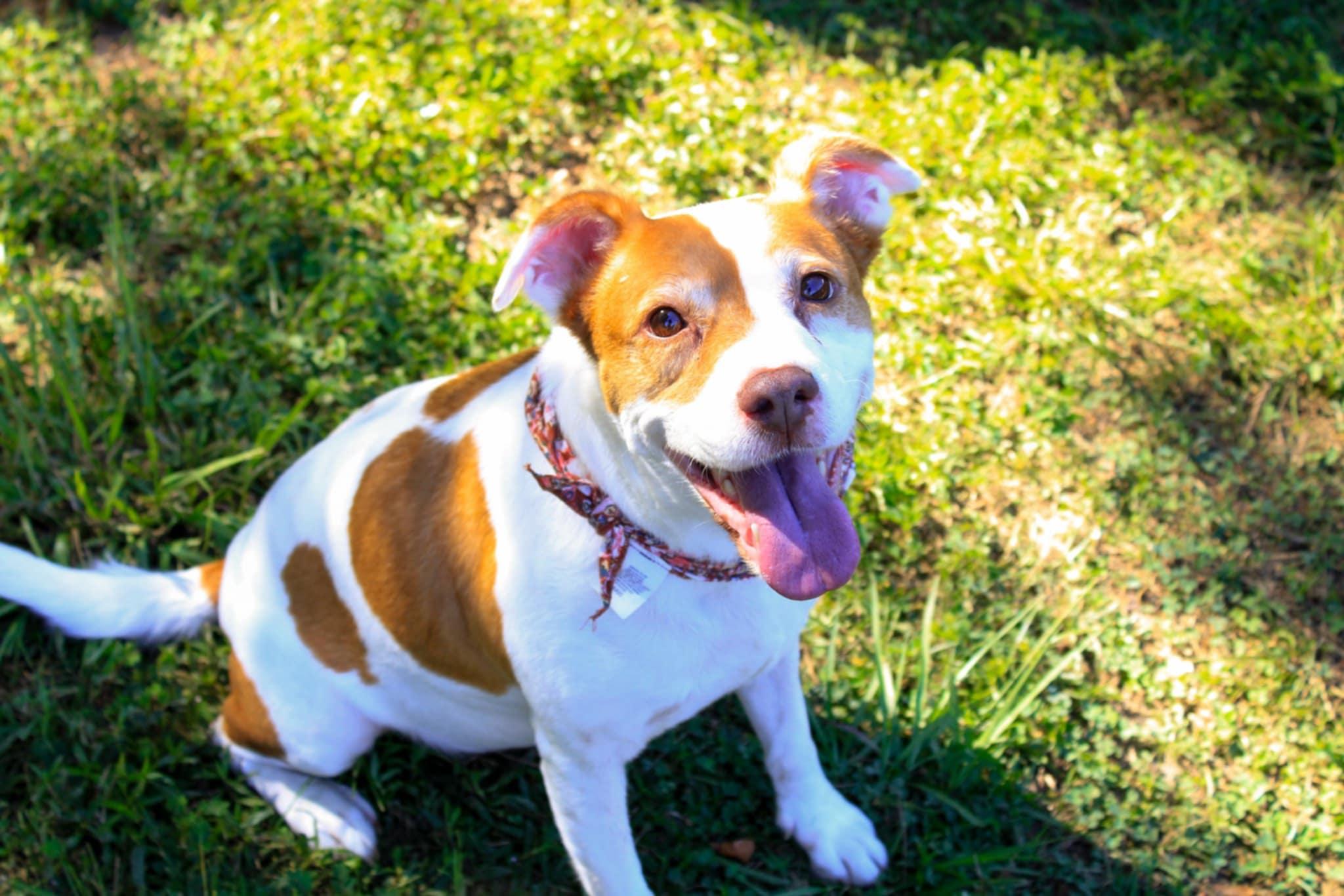 Squidget — thumbnail 2