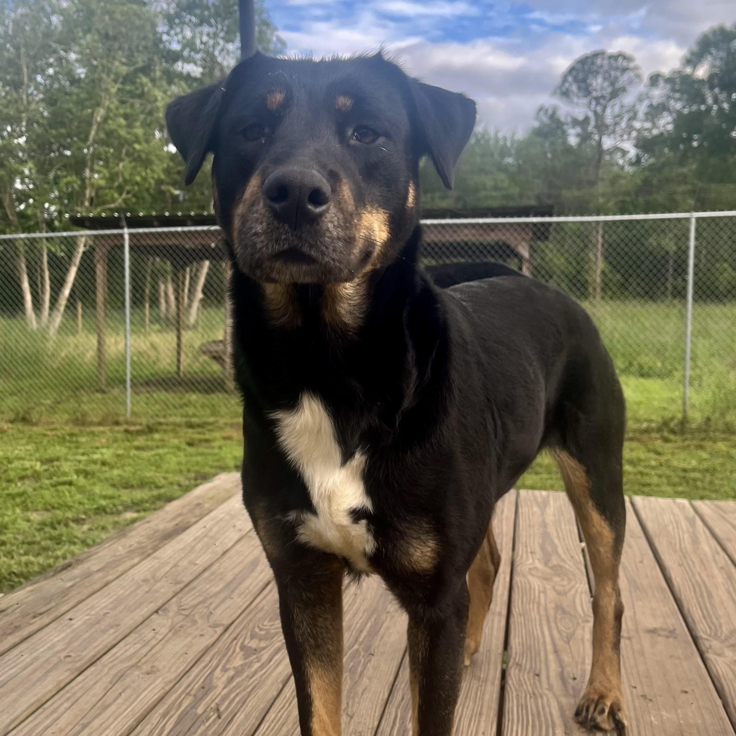 Enlarge Esther, a Adoptable mixed breed in Brewton, AL image 6/6