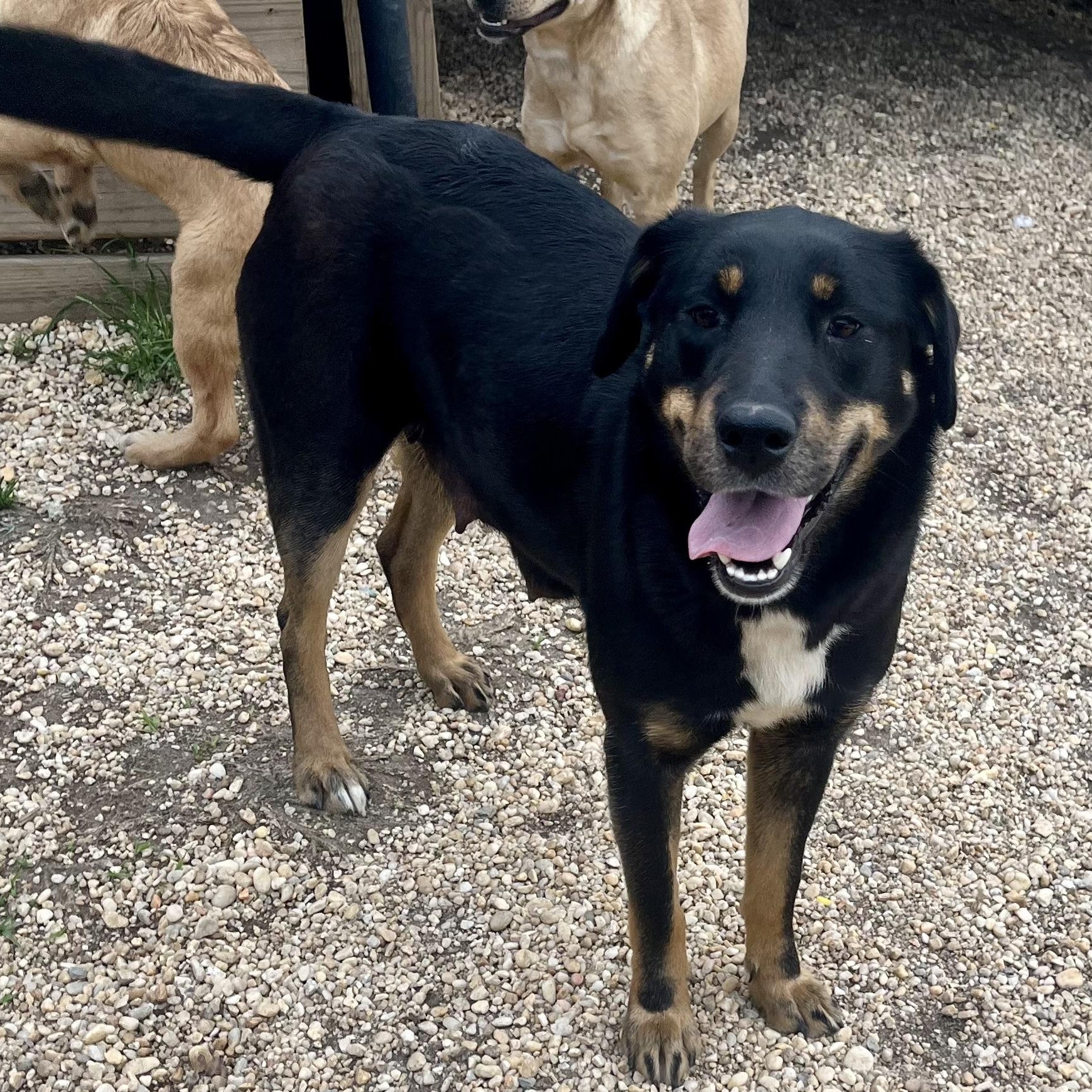 Enlarge Esther, a Adoptable mixed breed in Brewton, AL image 2/6