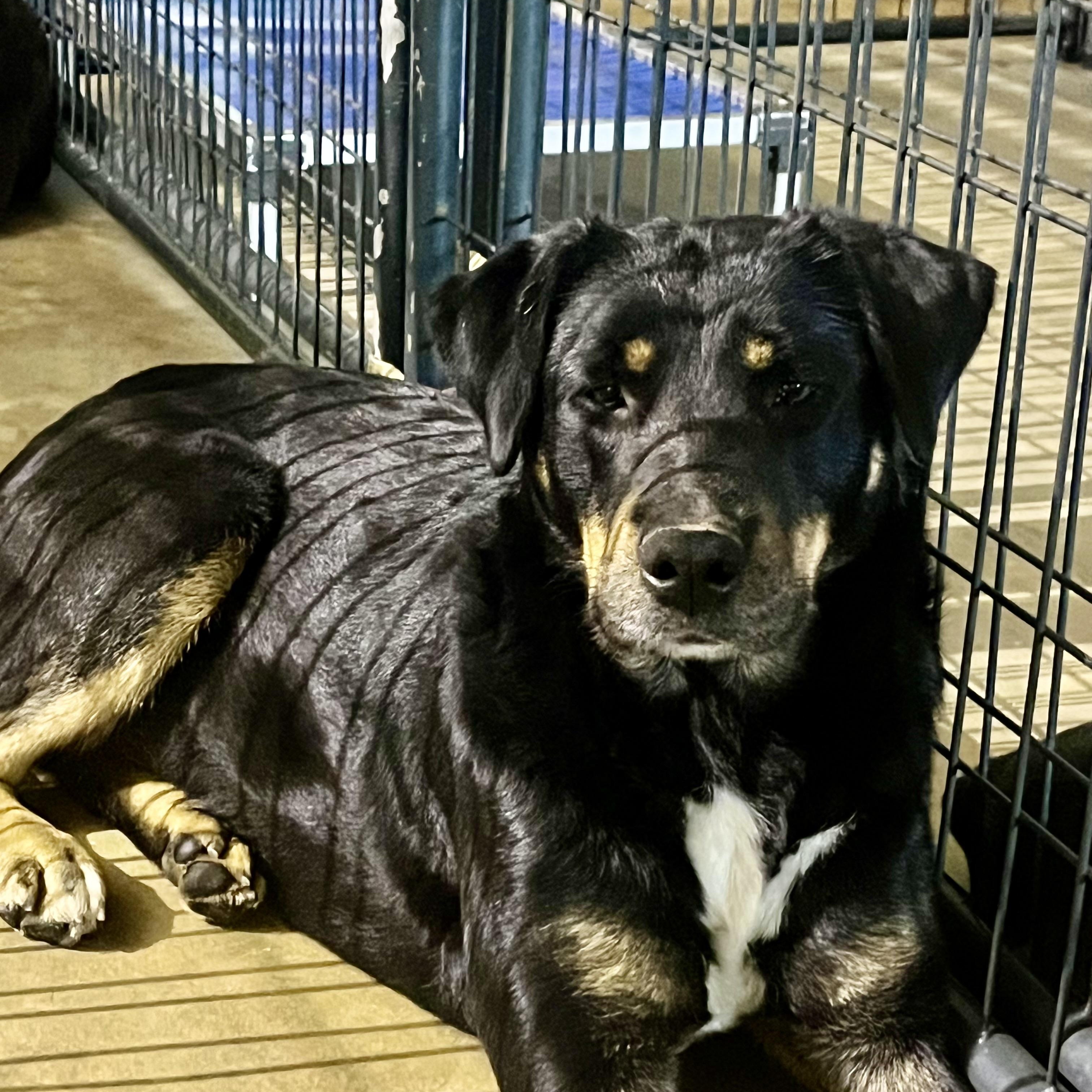 Enlarge Esther, a Adoptable mixed breed in Brewton, AL image 3/6