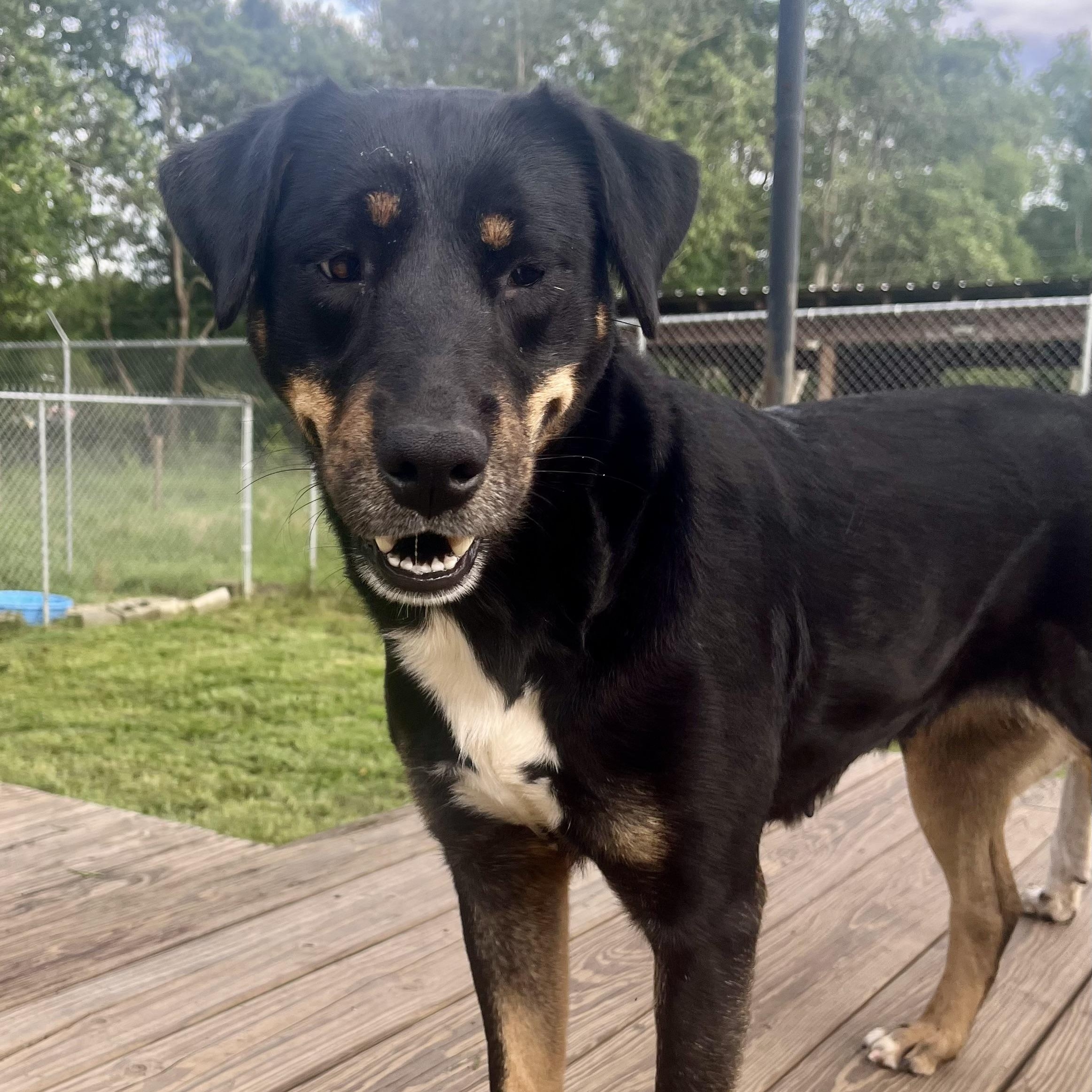 Esther, Adoptable, Adult Female Shepherd.