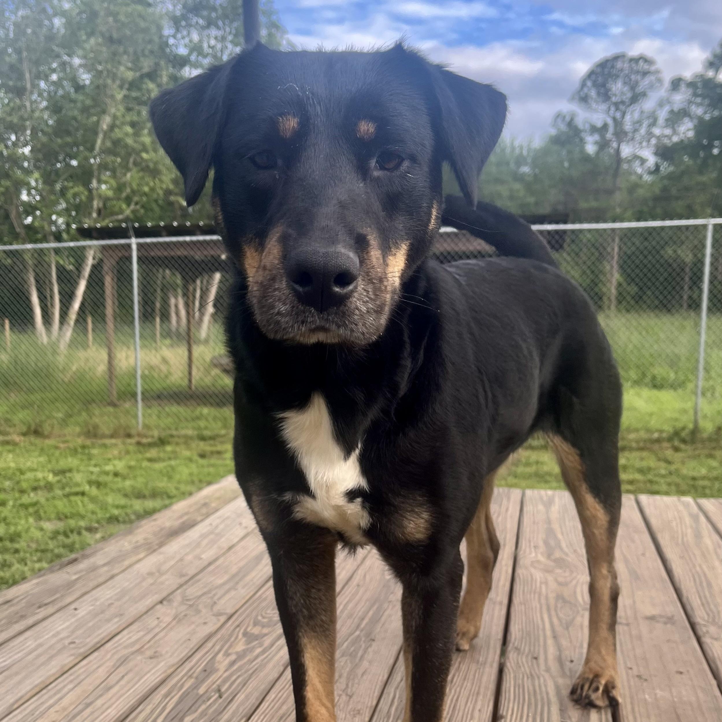 Enlarge Esther, a Adoptable mixed breed in Brewton, AL image 4/6