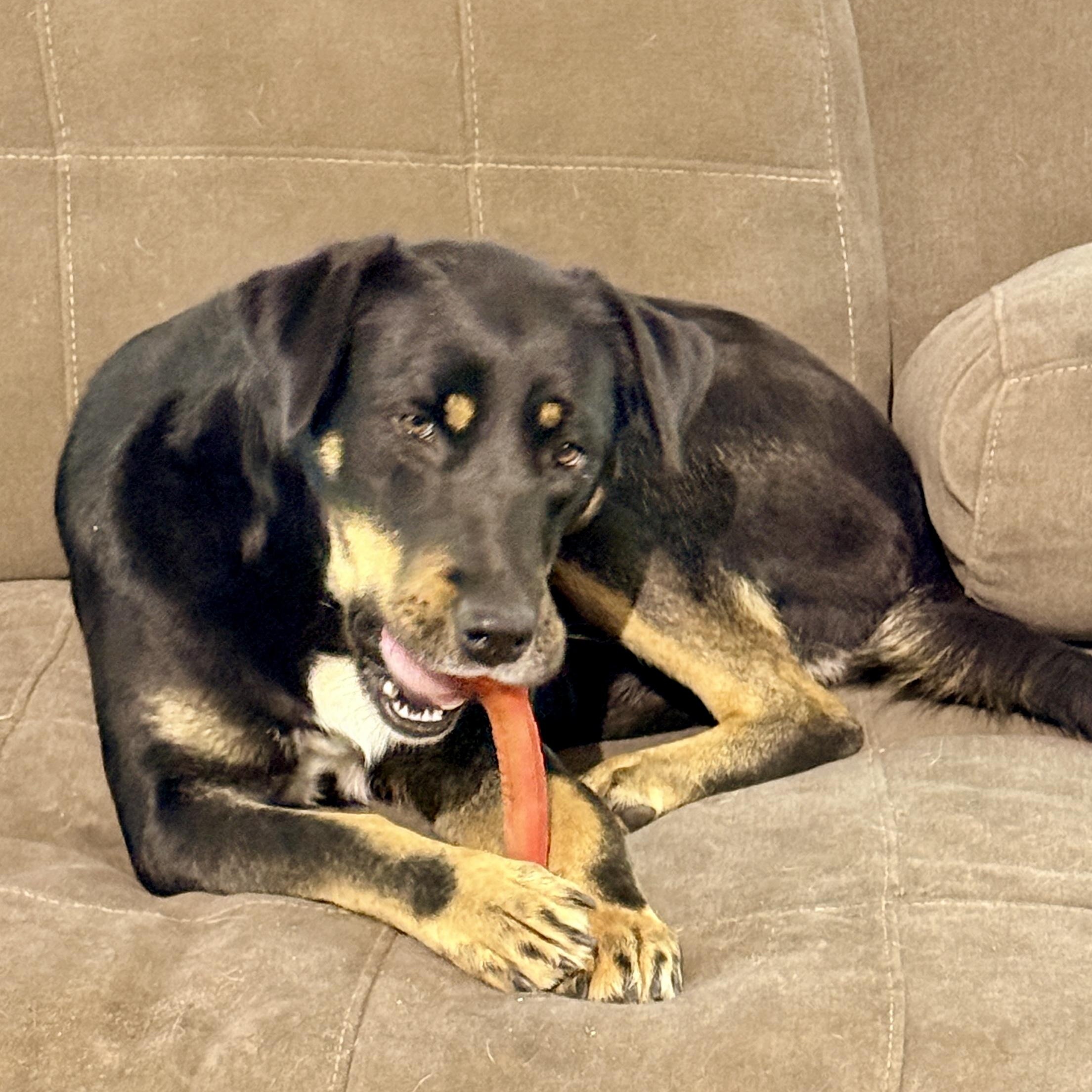 Enlarge Esther, a Adoptable mixed breed in Brewton, AL image 5/6