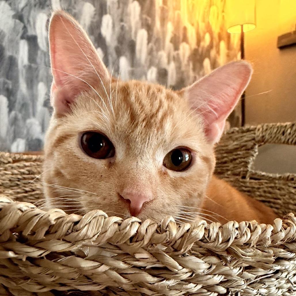 Enlarge Tigger, a Adoptable Domestic Short Hair in Pekin, IL image 1/6