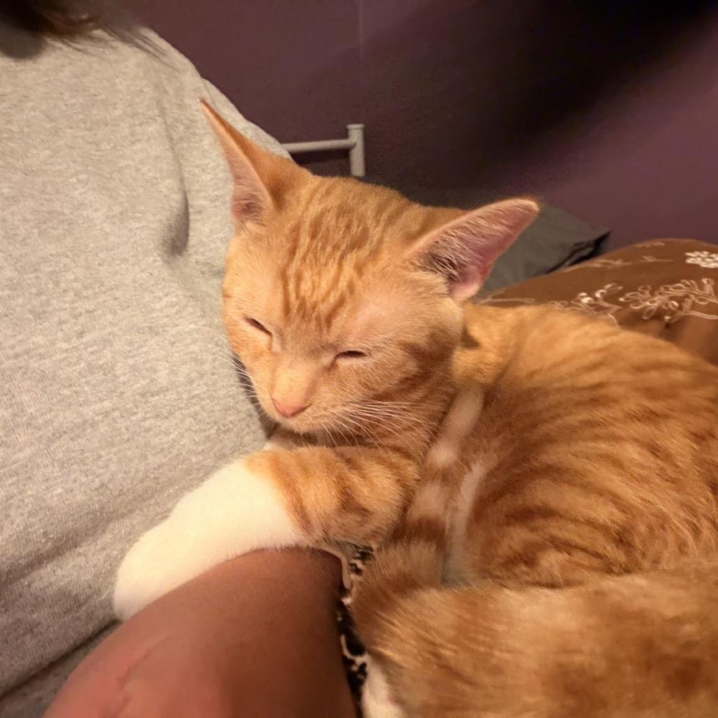 Enlarge Tigger, a Adoptable Domestic Short Hair in Pekin, IL image 2/6