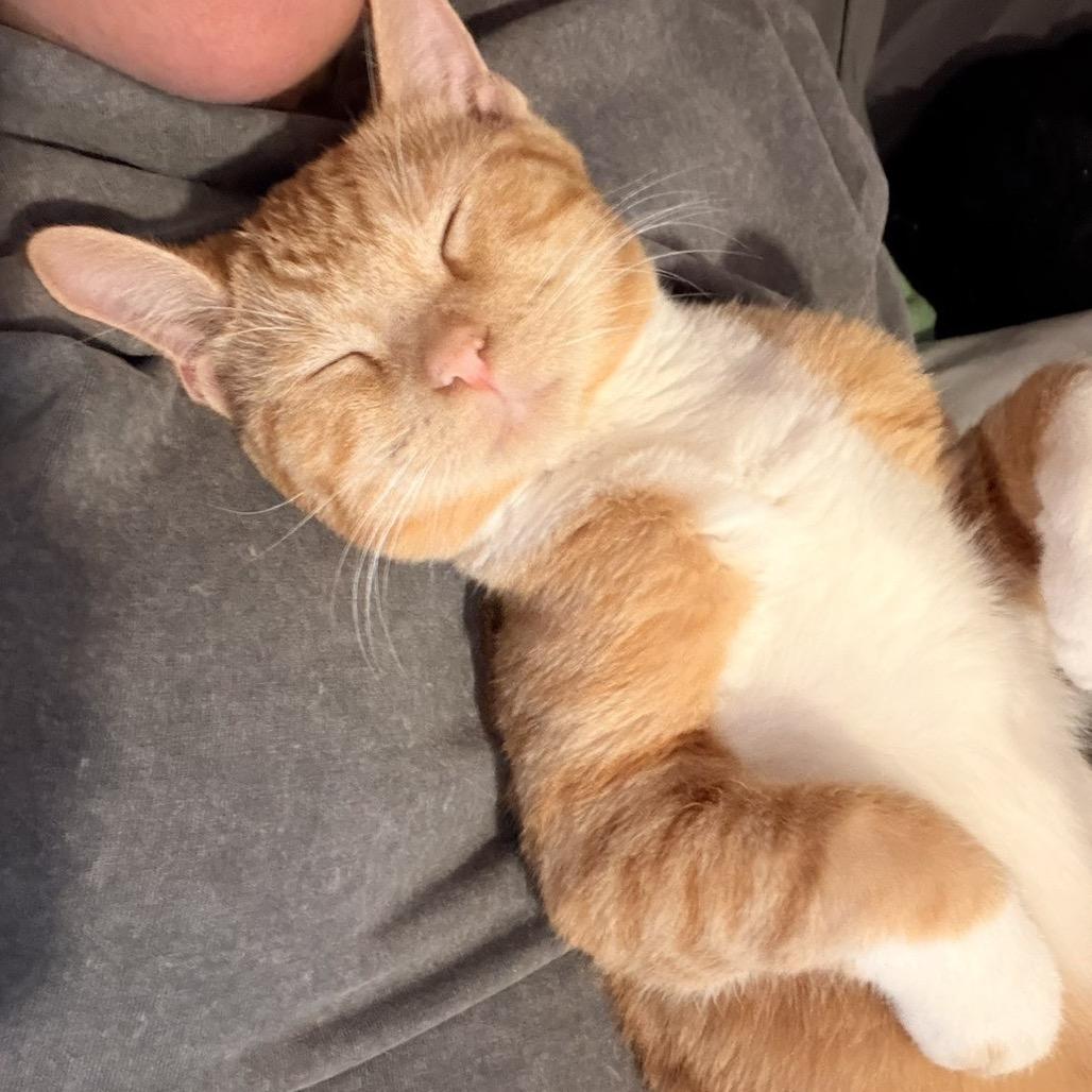 Enlarge Tigger, a Adoptable Domestic Short Hair in Pekin, IL image 3/6