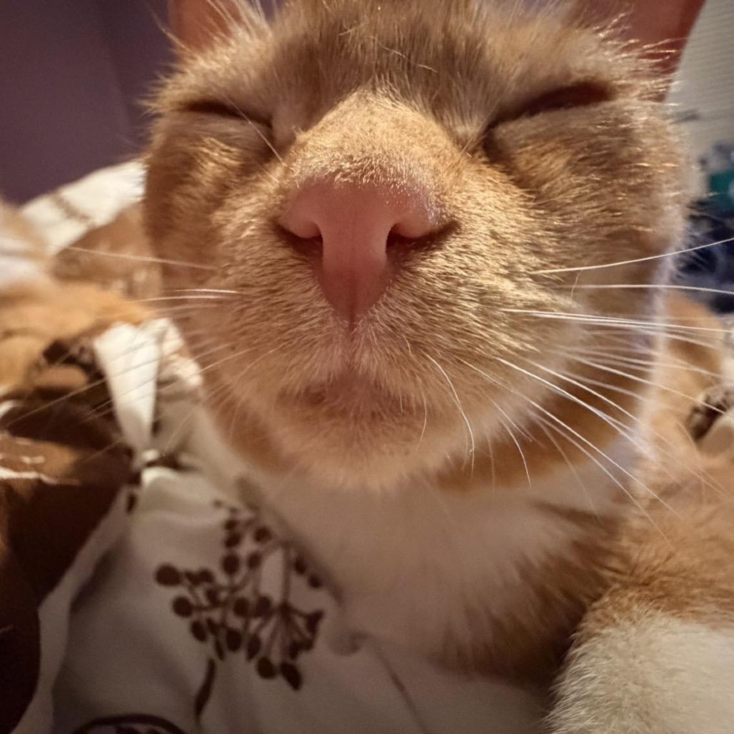 Enlarge Tigger, a Adoptable Domestic Short Hair in Pekin, IL image 4/6