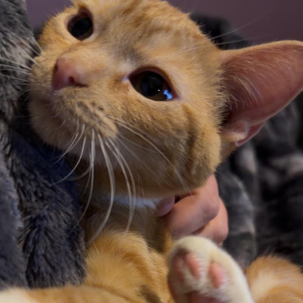 Enlarge Tigger, a Adoptable Domestic Short Hair in Pekin, IL image 5/6