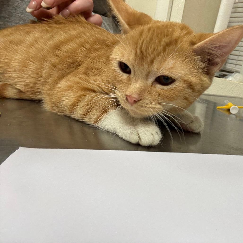 Enlarge Tigger, a Adoptable Domestic Short Hair in Pekin, IL image 6/6