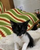 Sophie, Adopted, Kitten Female American Shorthair.