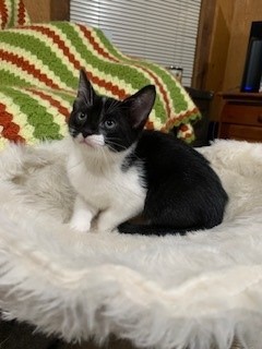 Enlarge Sophie, a Adopted American Shorthair in Dallas, TX image 2/4