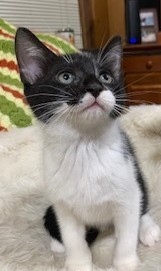 Enlarge Sophie, a Adopted American Shorthair in Dallas, TX image 3/4