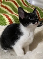 Sophie, Adopted, Kitten Female American Shorthair.