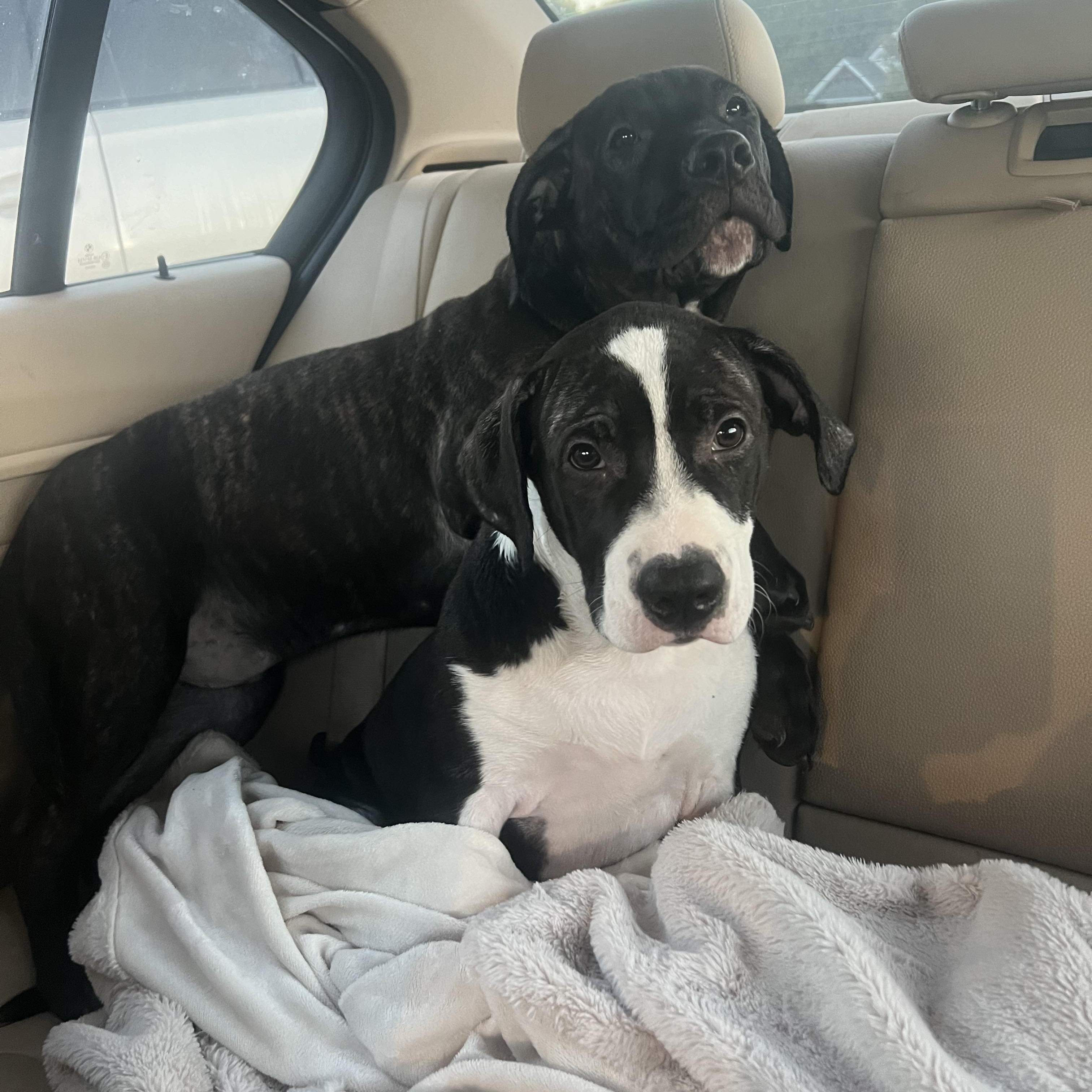 Willie and Wally, Adoptable, Young Male Mastiff & Labrador Retriever.