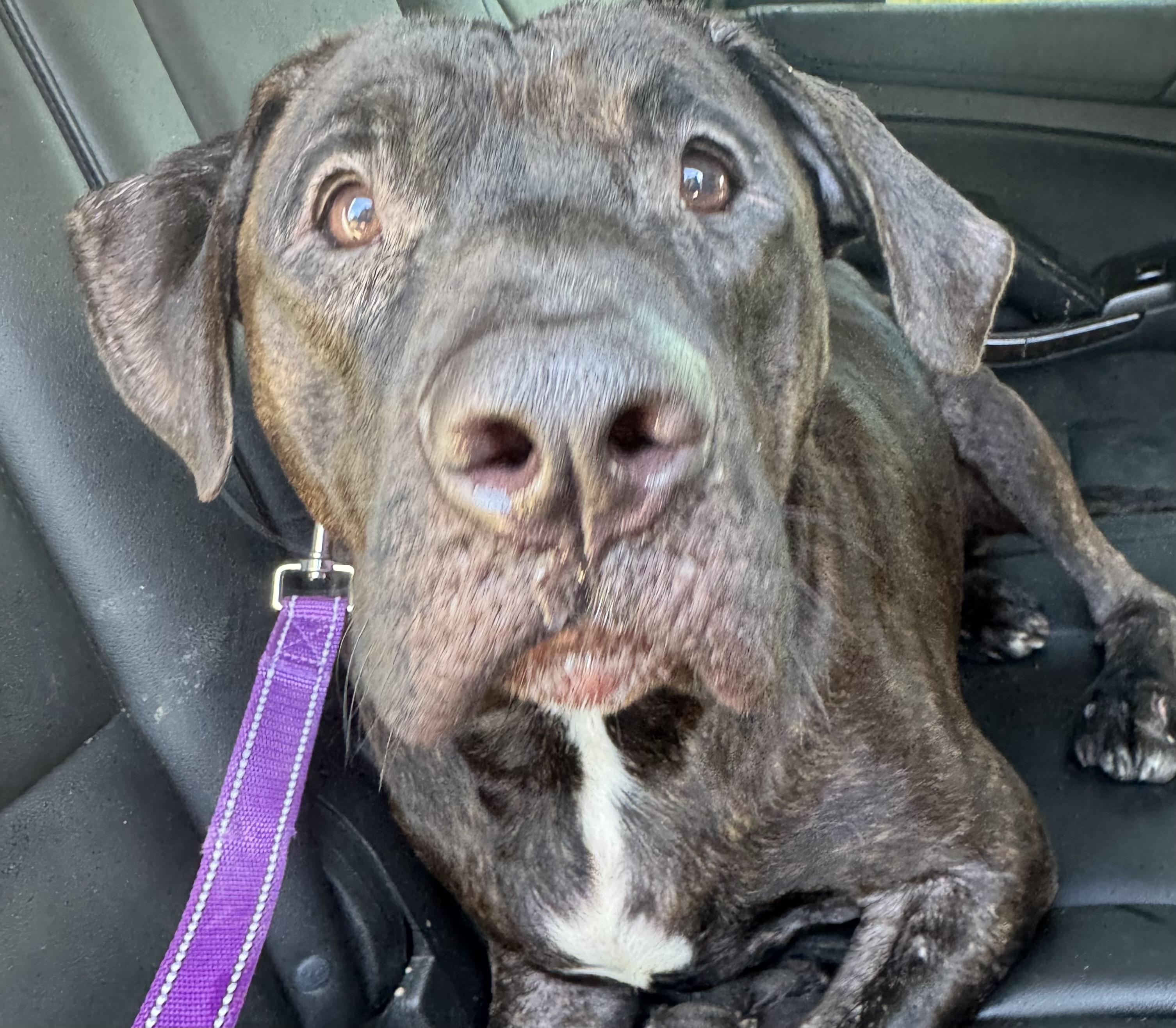 Willie and Wally, a Adoptable mixed breed in Charlotte, NC image 3/5