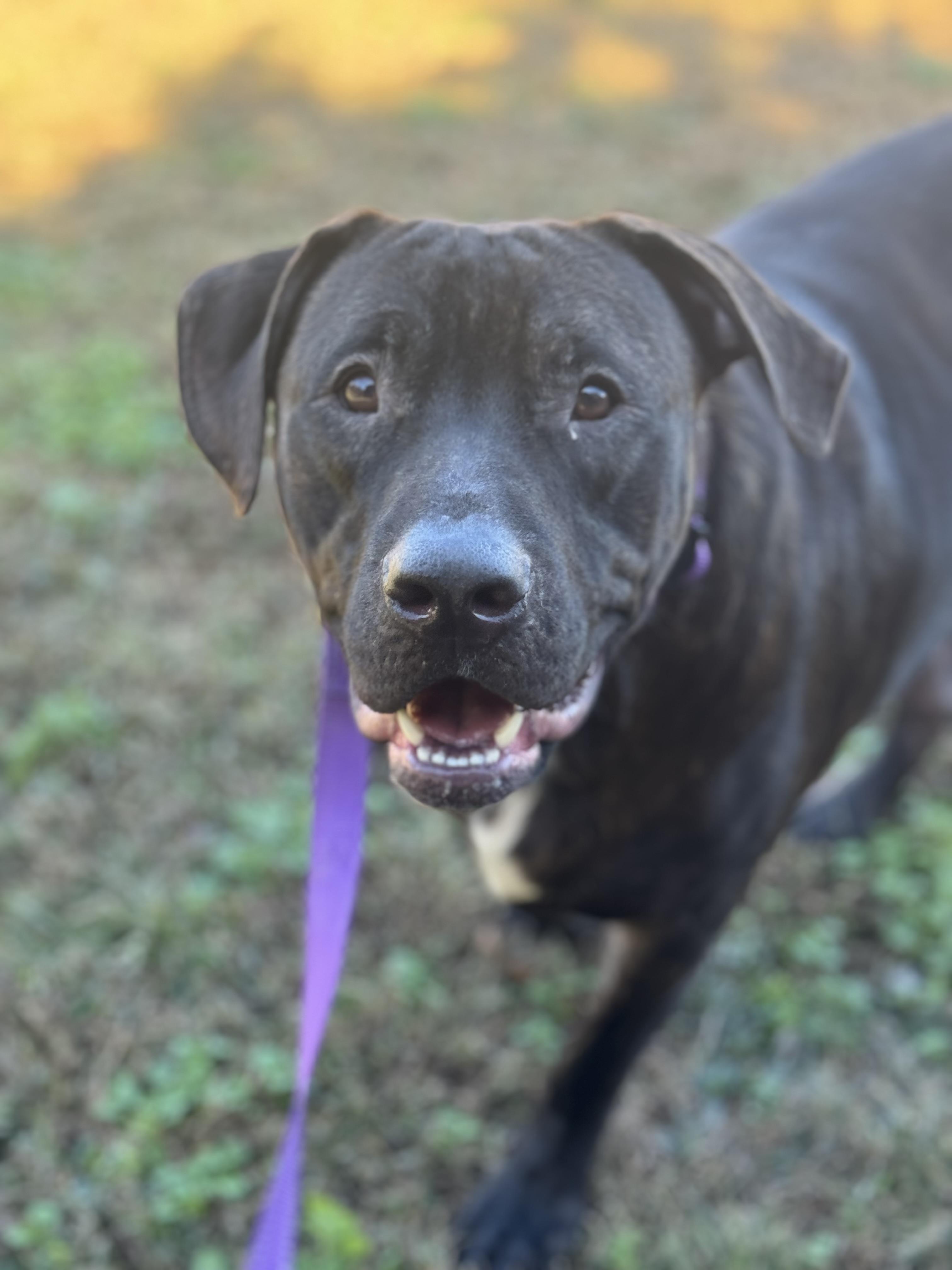 Willie and Wally, a Adoptable mixed breed in Charlotte, NC image 2/5