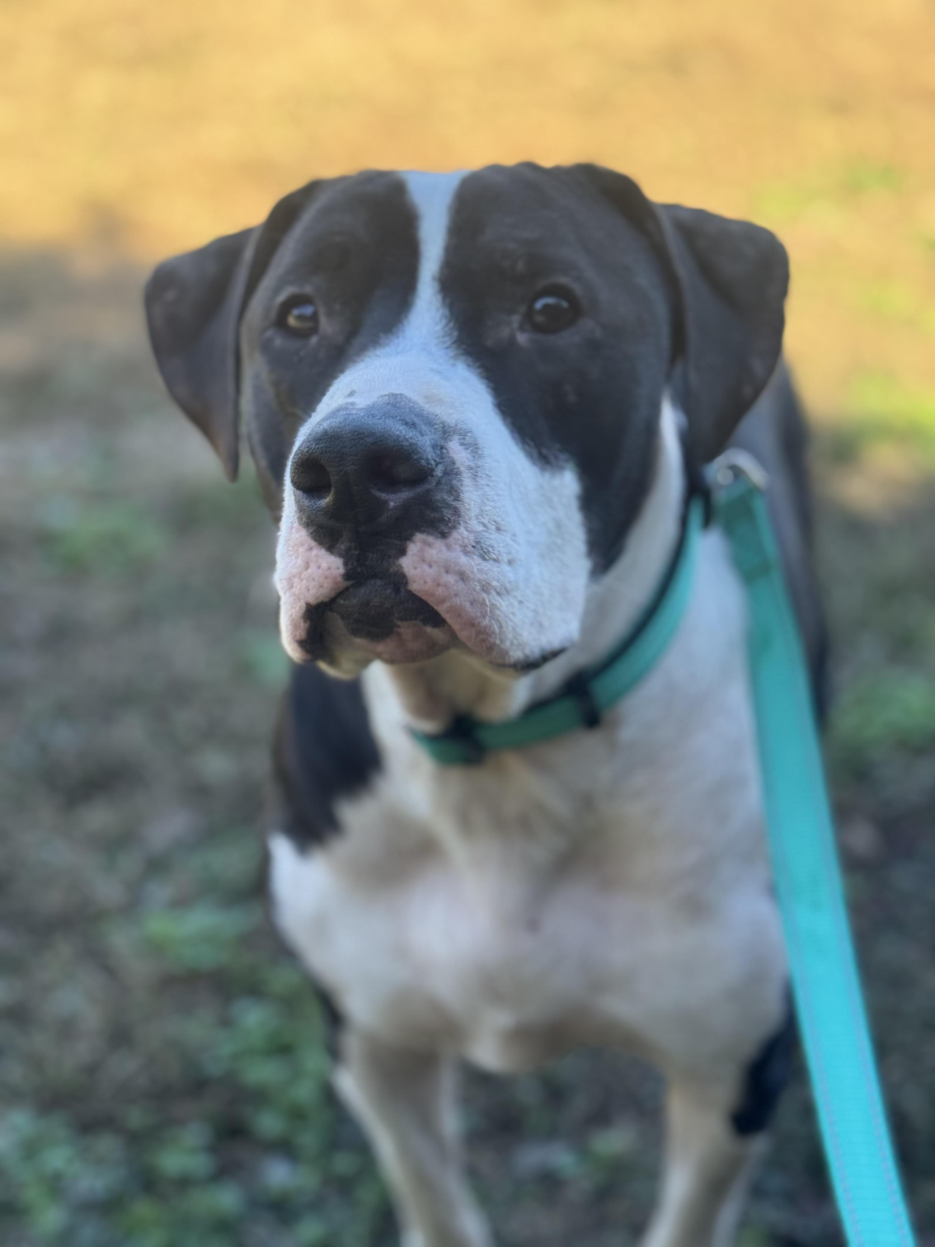 Willie and Wally, a Adoptable mixed breed in Charlotte, NC image 5/5