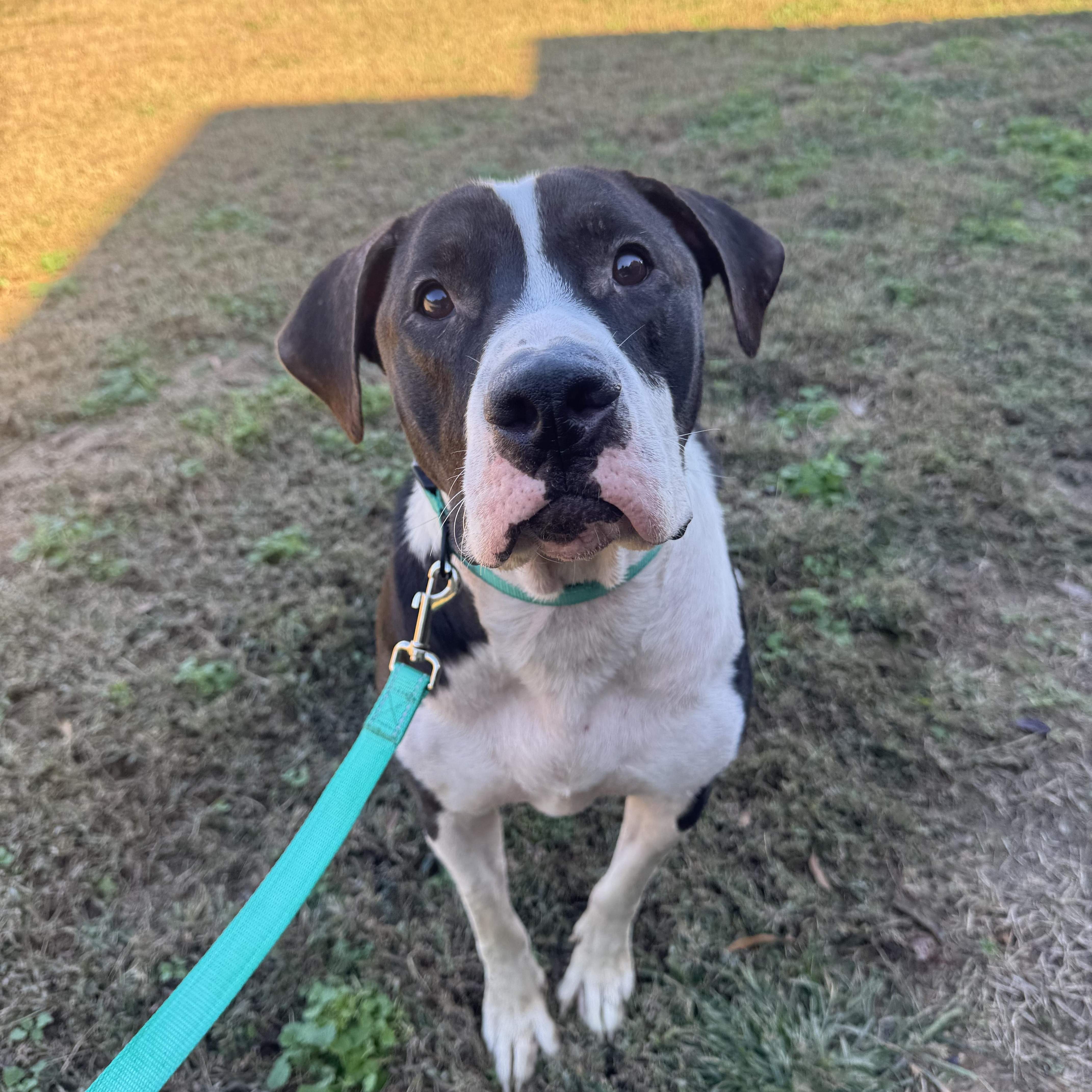 Willie and Wally, a Adoptable mixed breed in Charlotte, NC image 4/5
