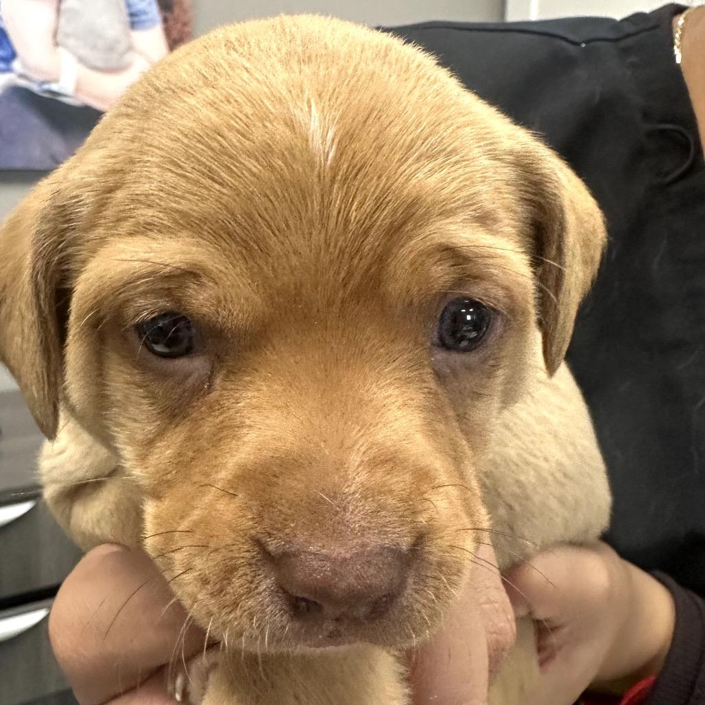 Enlarge Ursula, a Adoptable Mixed Breed in Midland, TX image 1/1