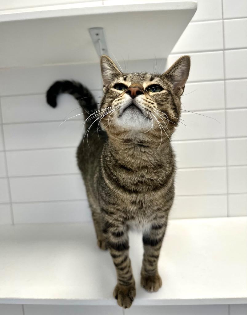 Enlarge Skii, a Adoptable mixed breed in New Orleans, LA image 1/5