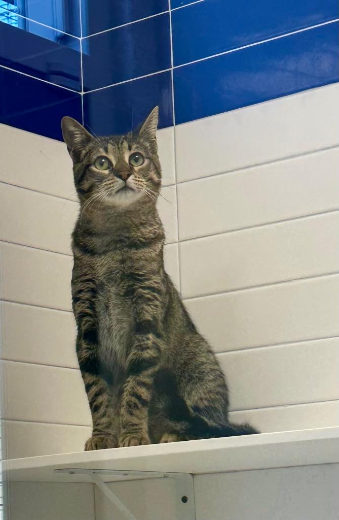 Enlarge Skii, a Adoptable mixed breed in New Orleans, LA image 4/5