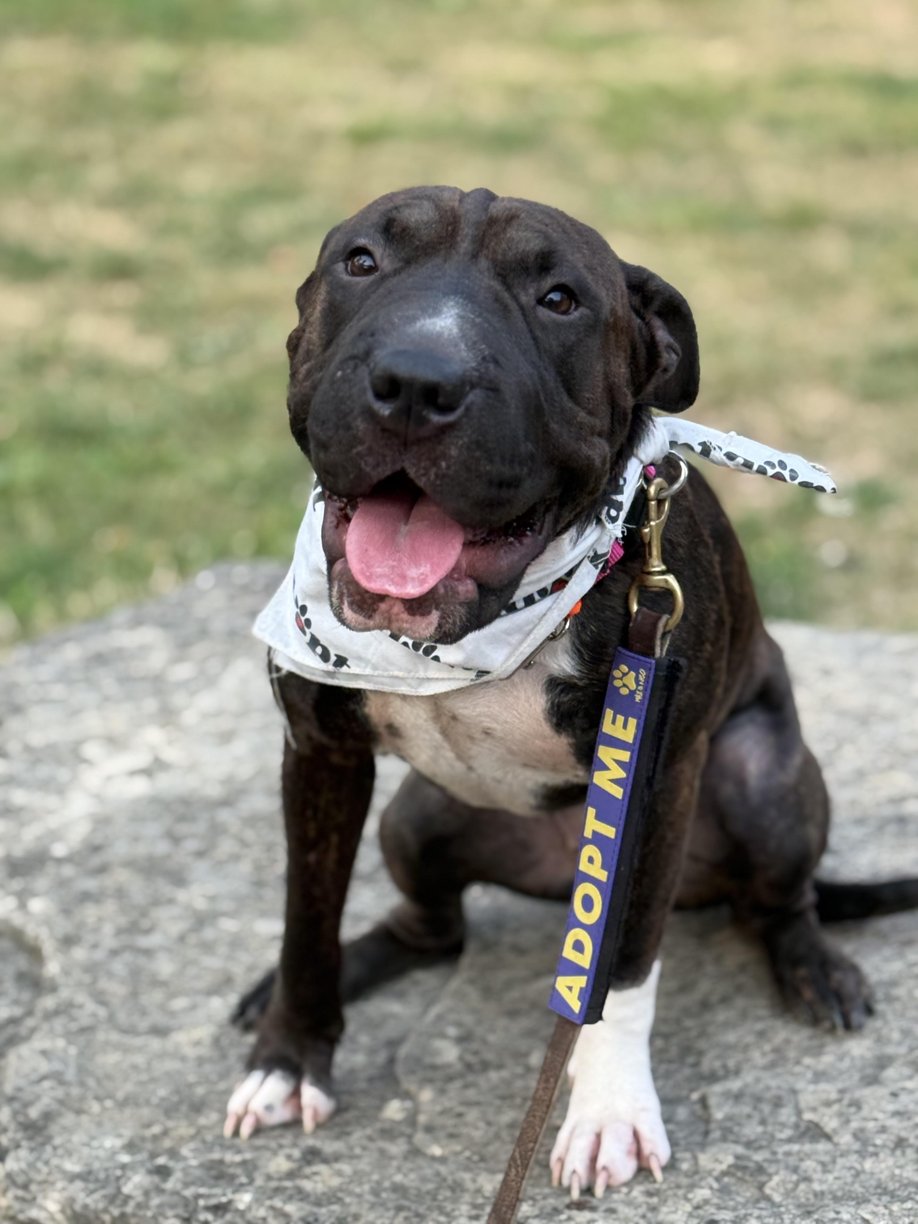 Bubbles, a ADOPTABLE mixed breed in Cleveland, OH image 6/6