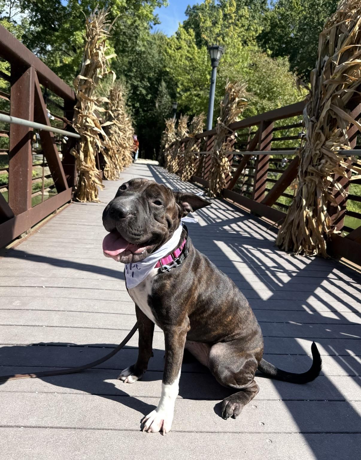 Bubbles, Adoptable, Young Female Shar-Pei.
