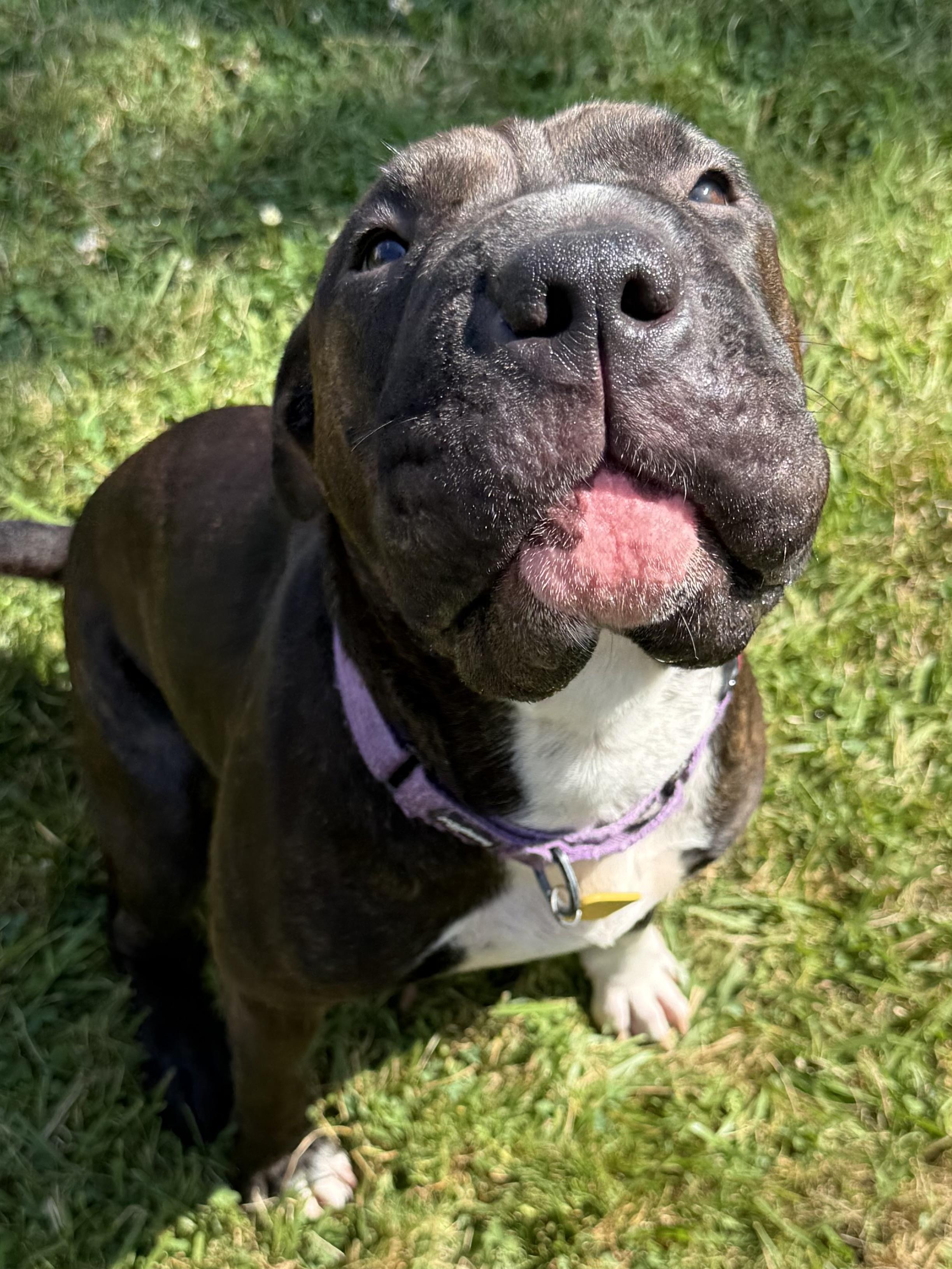 Bubbles, a ADOPTABLE mixed breed in Cleveland, OH image 6/6