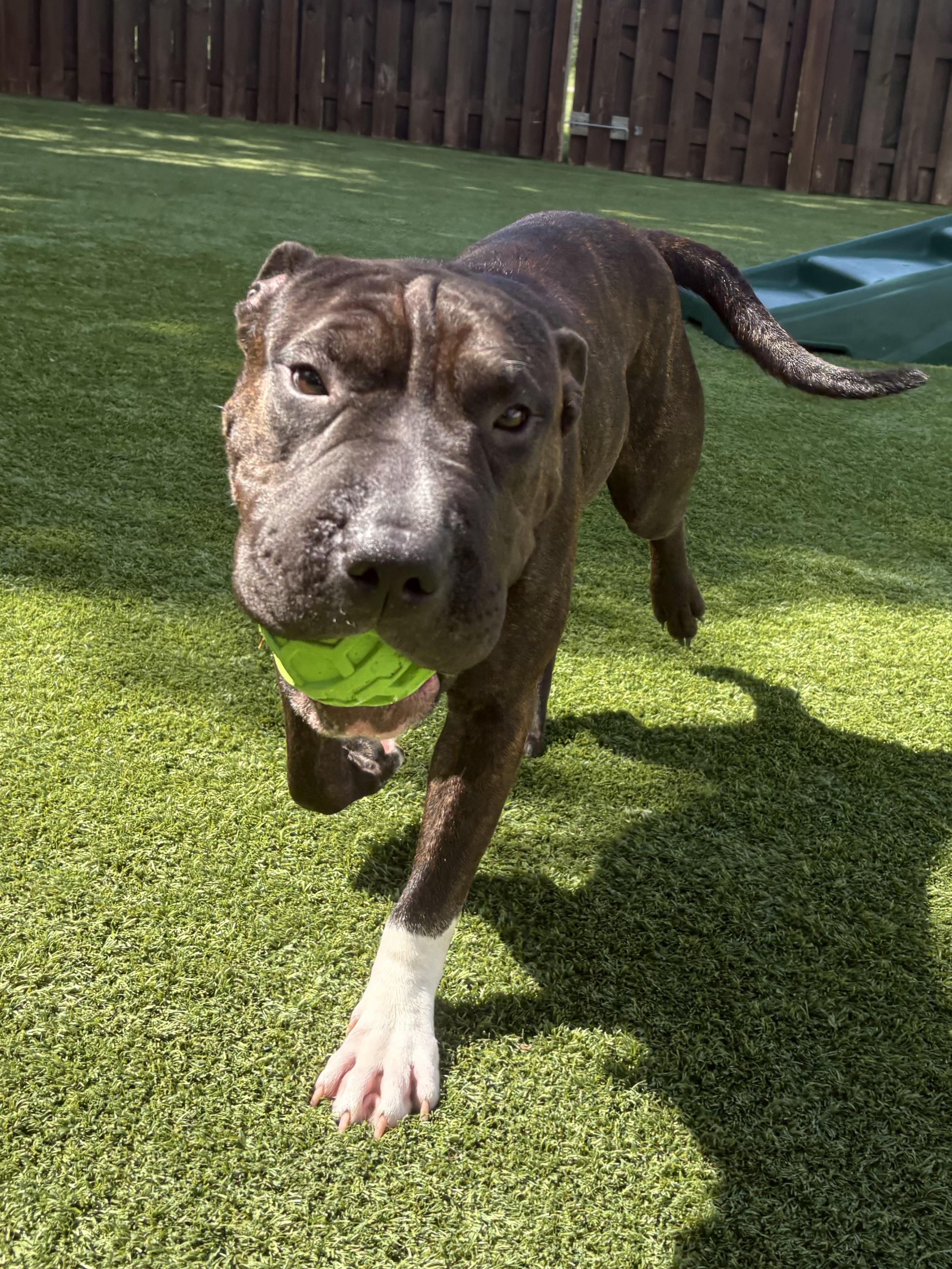 Bubbles, ADOPTABLE, Young Female Shar-Pei.