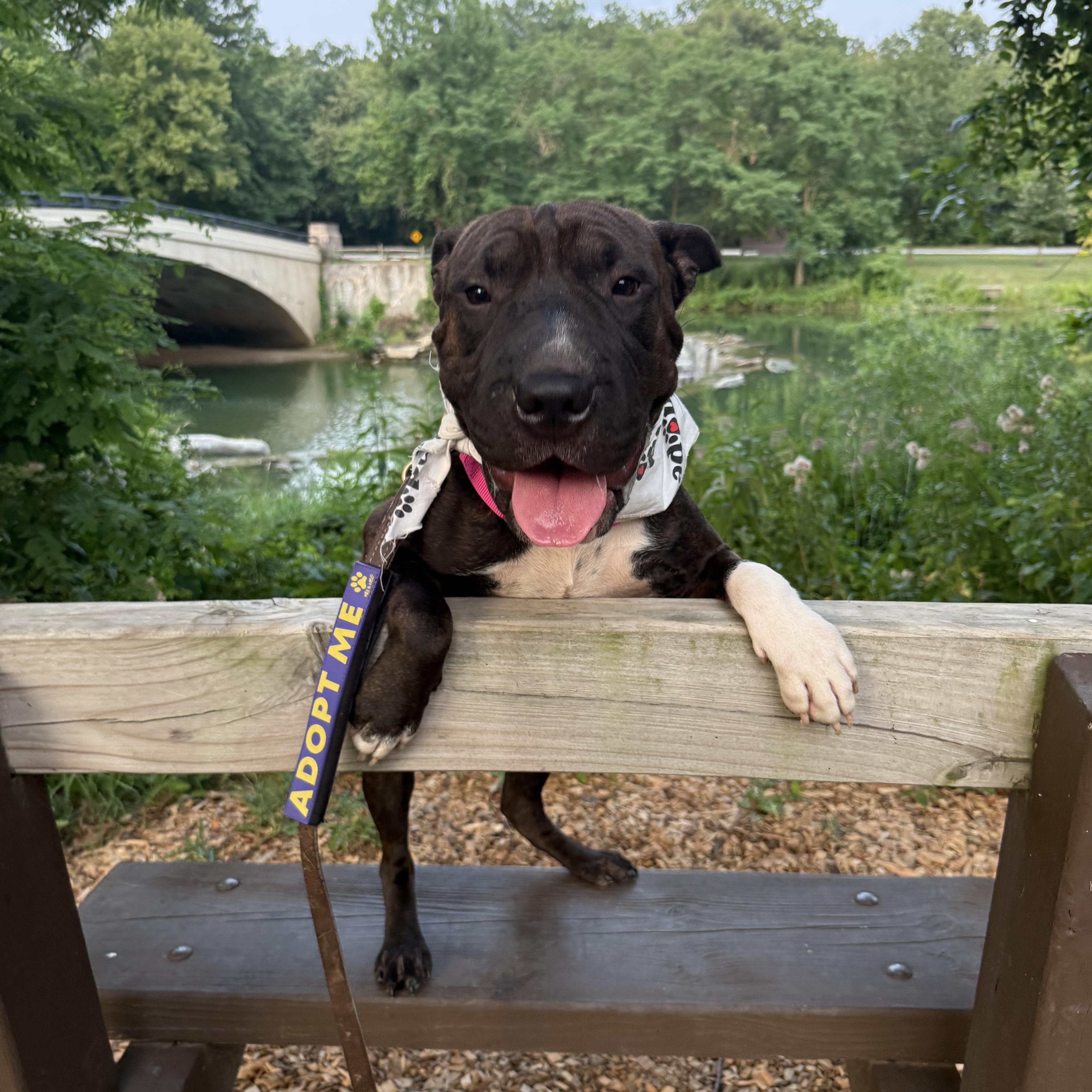 Bubbles, ADOPTABLE, Young Female Shar-Pei.