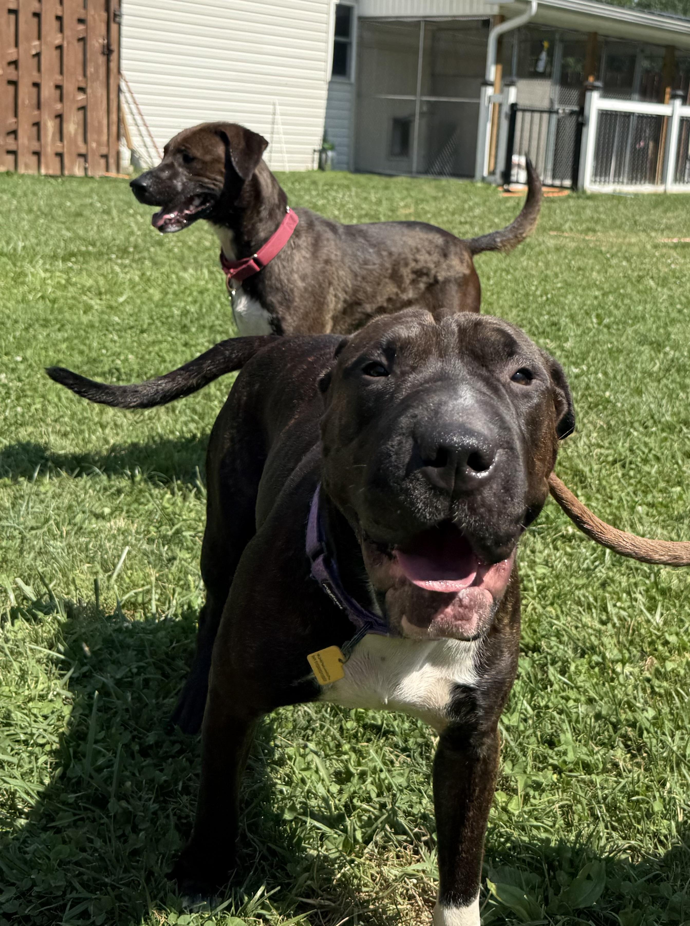 Bubbles, a ADOPTABLE mixed breed in Cleveland, OH image 5/6